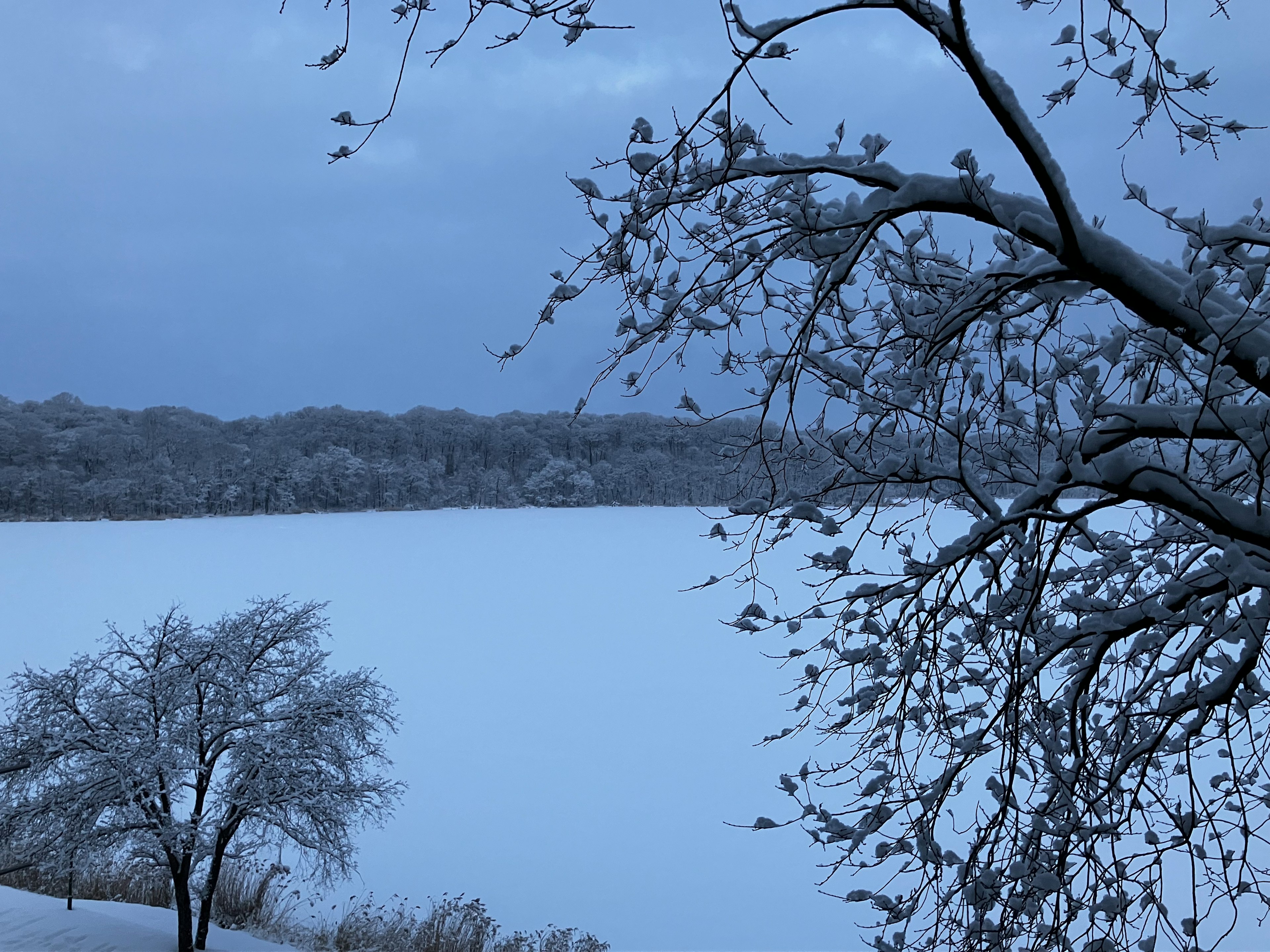 雪に覆われた湖と木々の冬景色