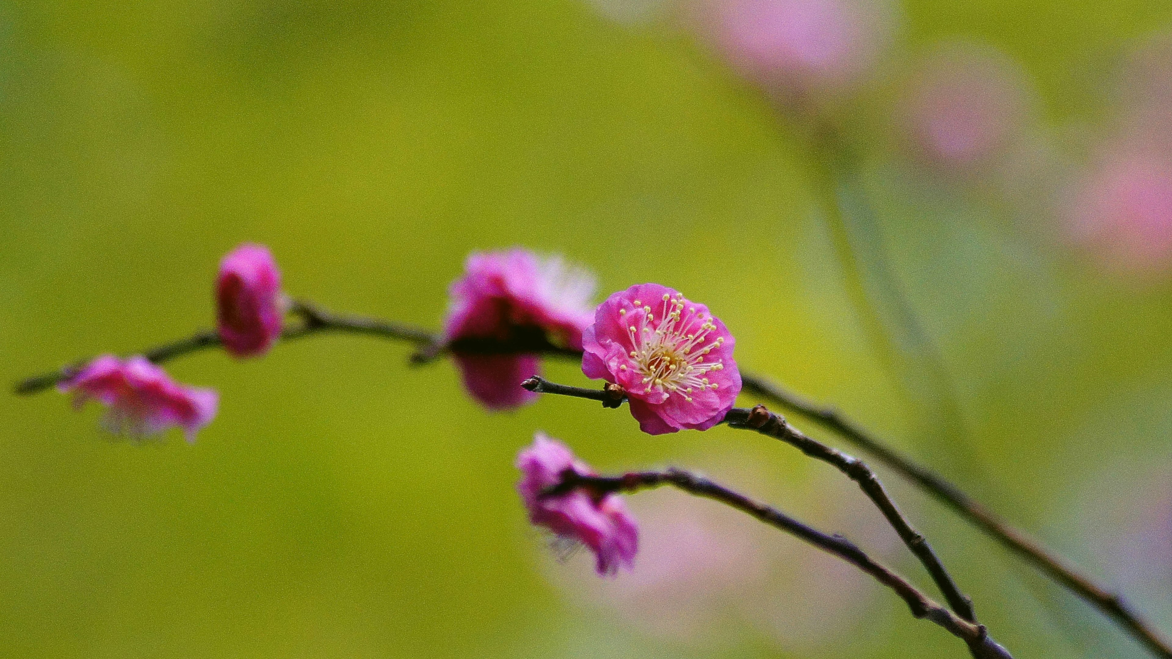 Delicate pink flowers on a branch with a soft green background