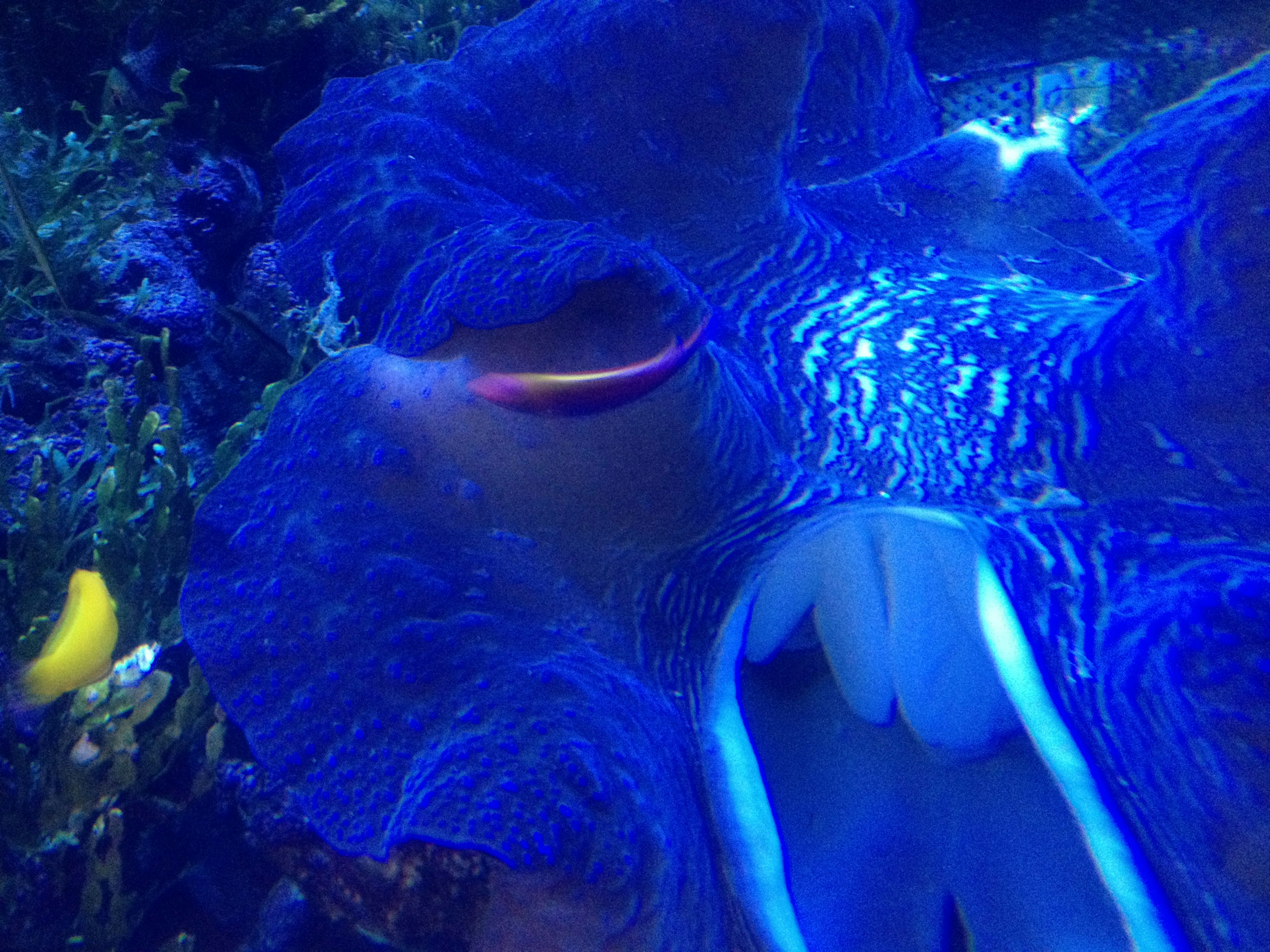 Photo en gros plan d'un poulpe dans un environnement sous-marin bleu