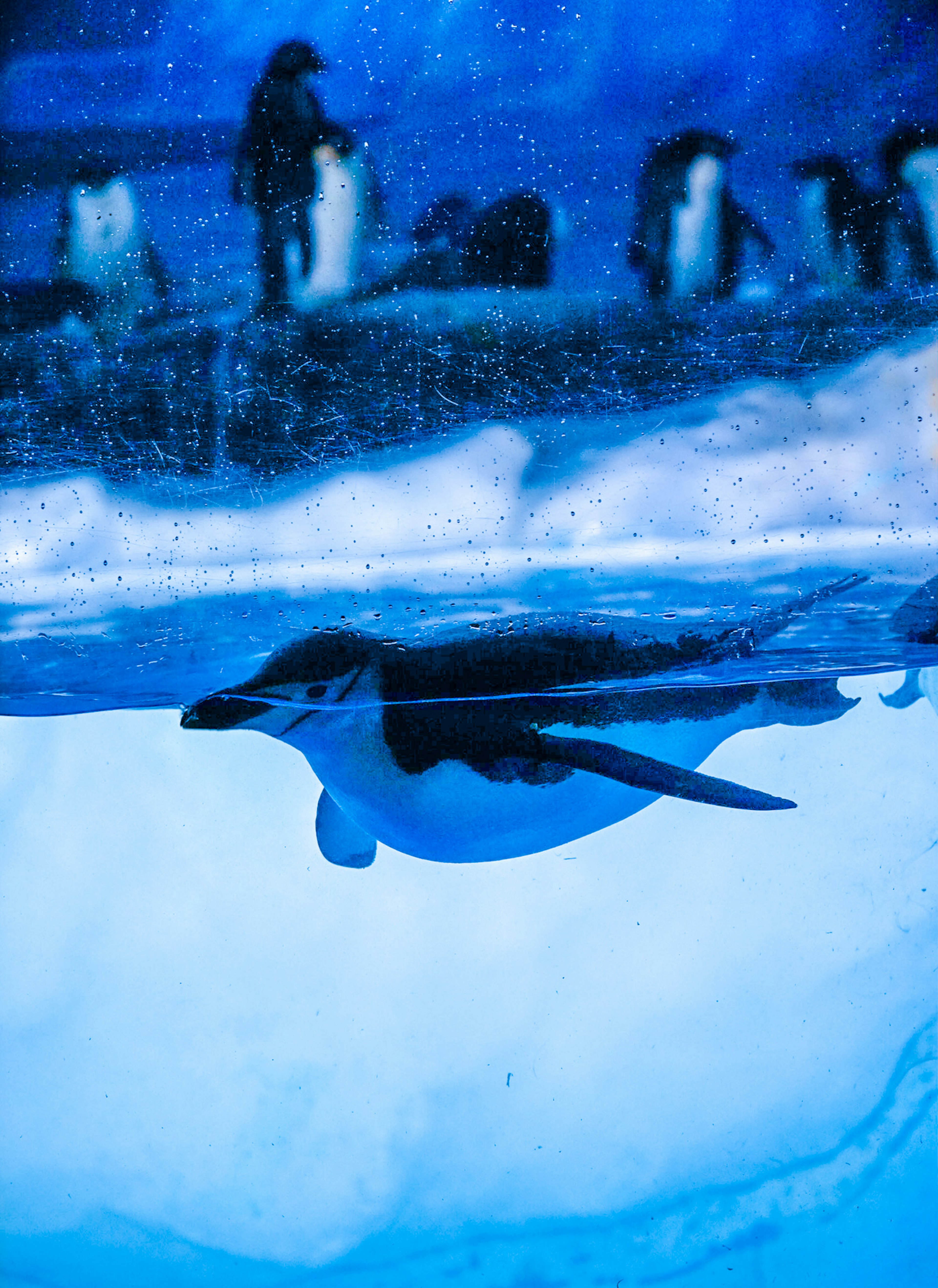 氷の下を泳ぐペンギンと背景にいるペンギンたちの水中の風景