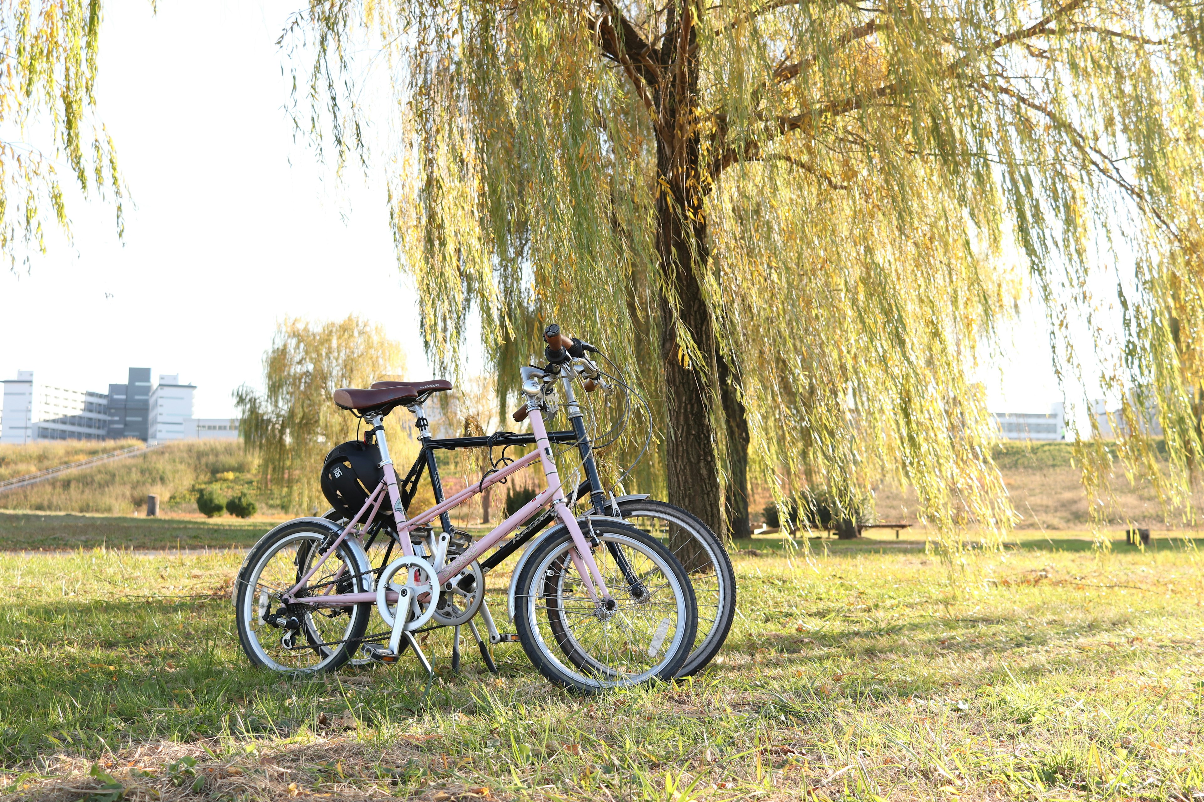 Two bicycles parked under a willow tree