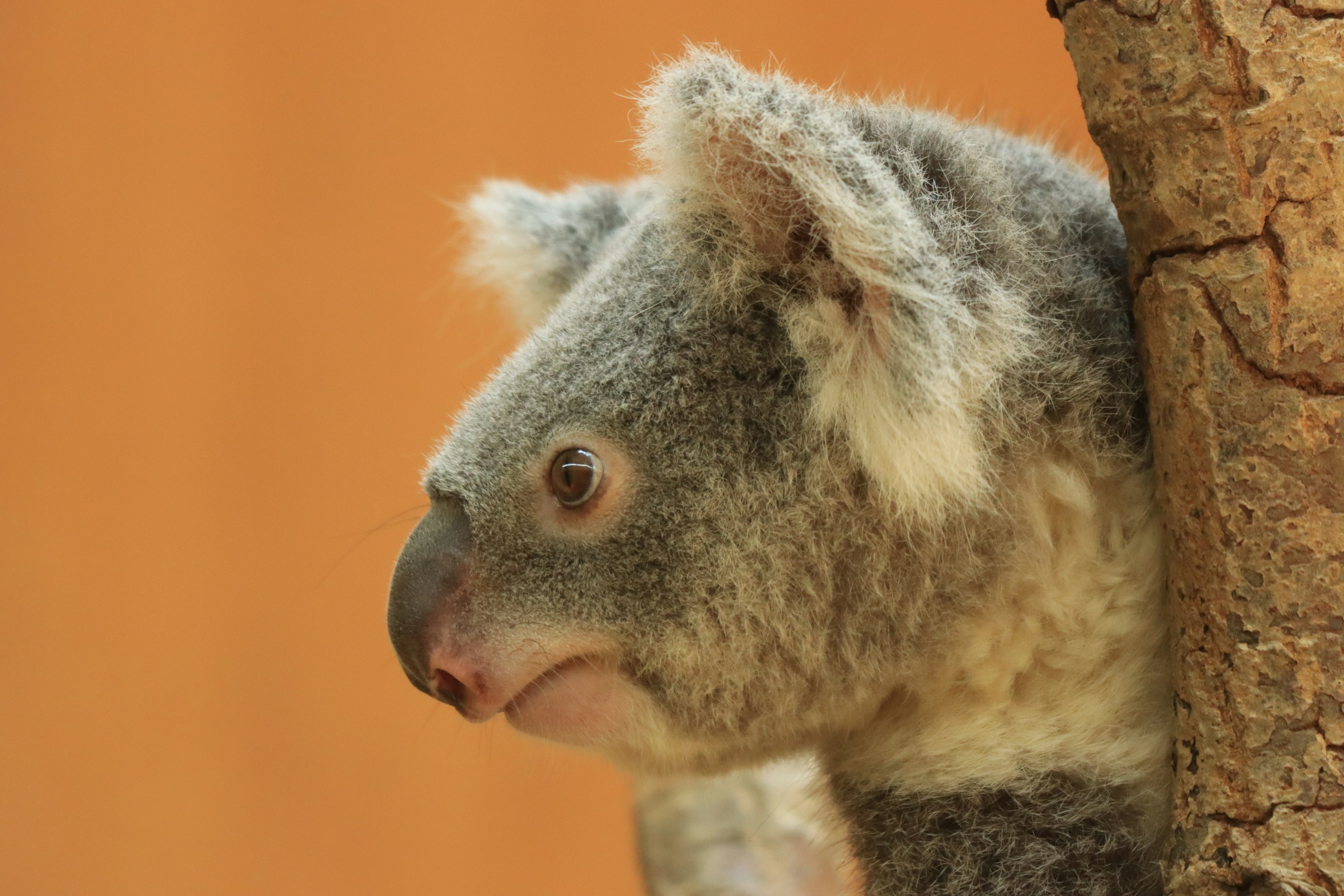 Koala resting against a tree with a side profile