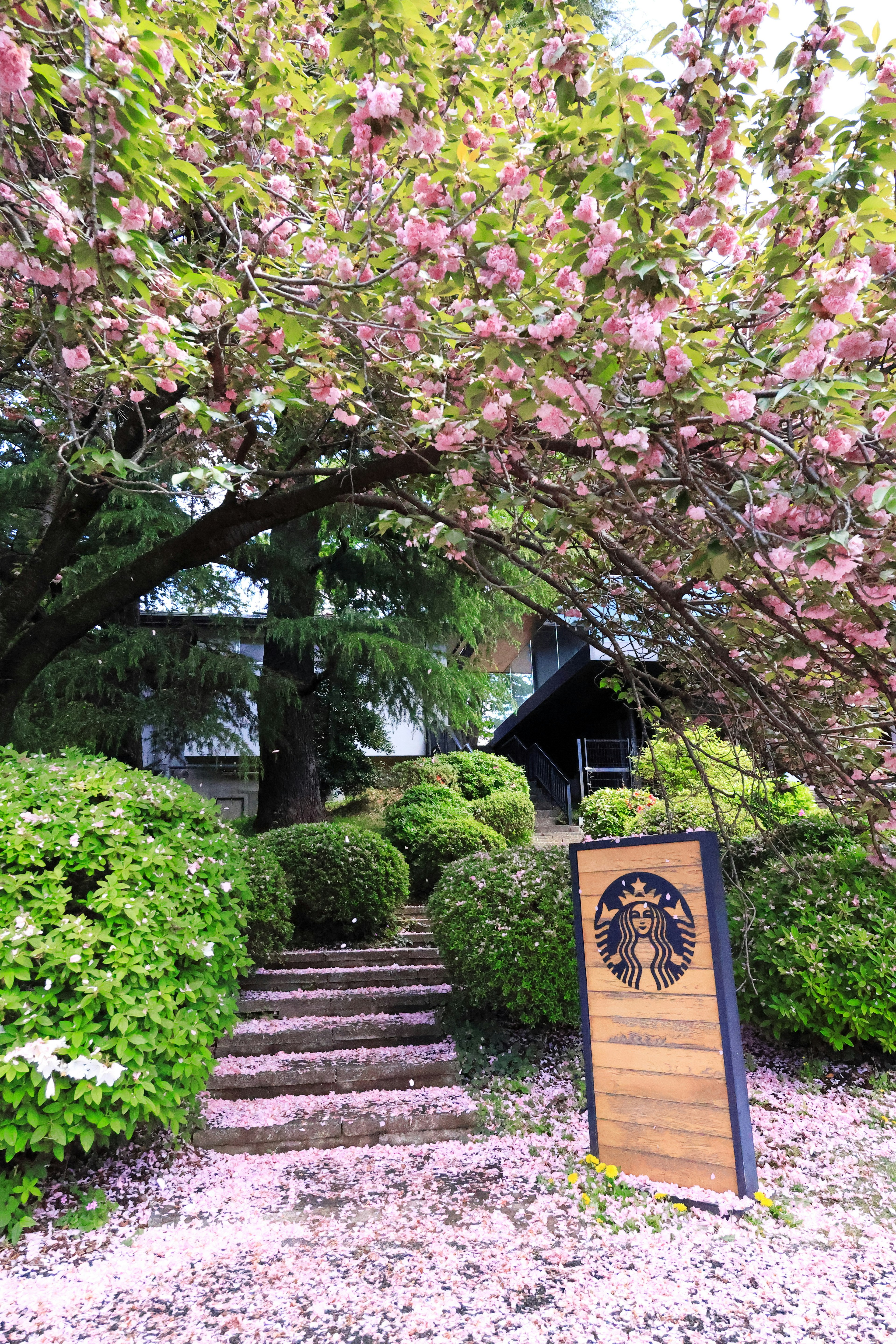 Staircase under blooming cherry tree with sign