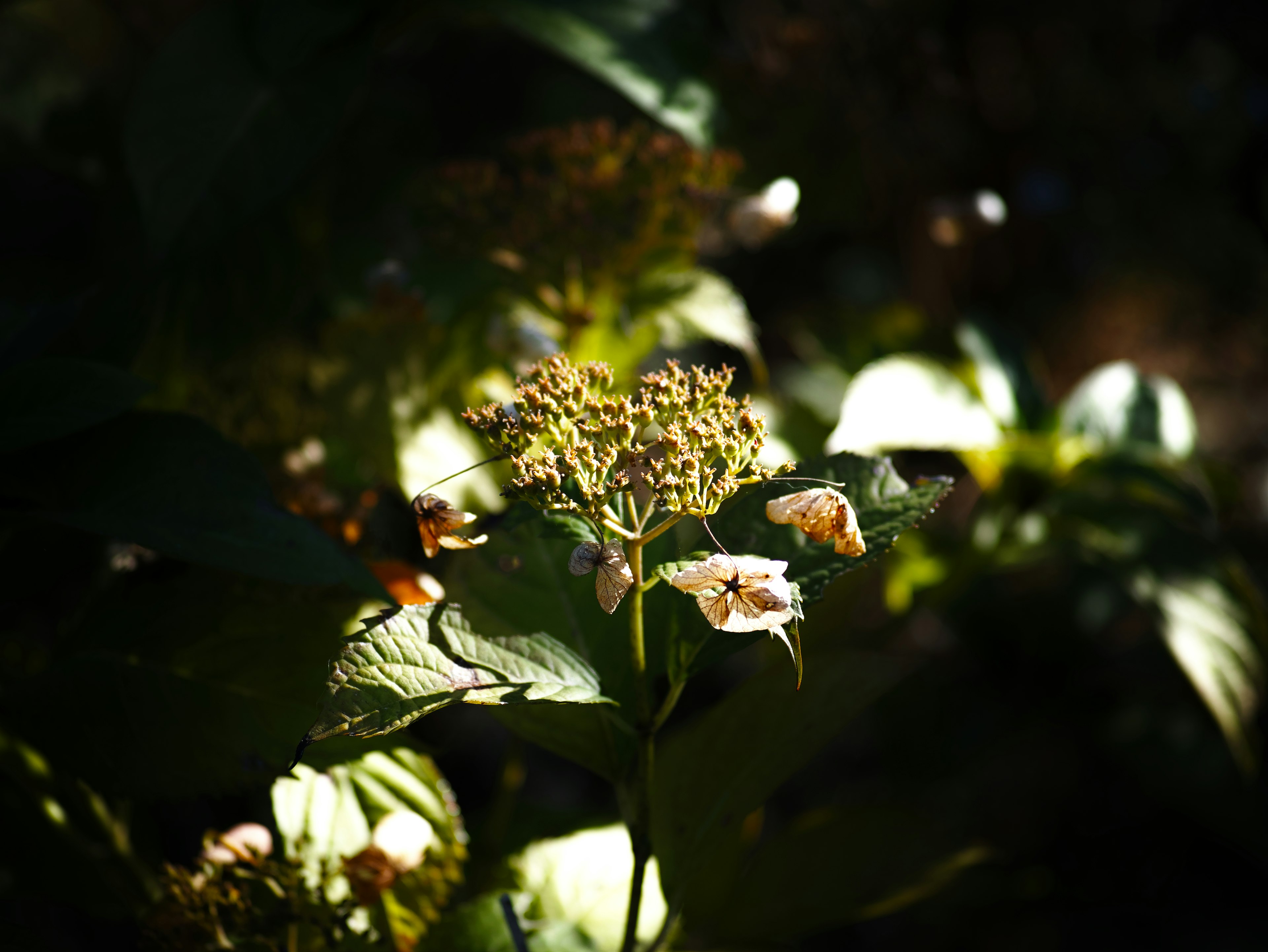 Una scena naturale con fiori e foglie verdi su uno sfondo scuro