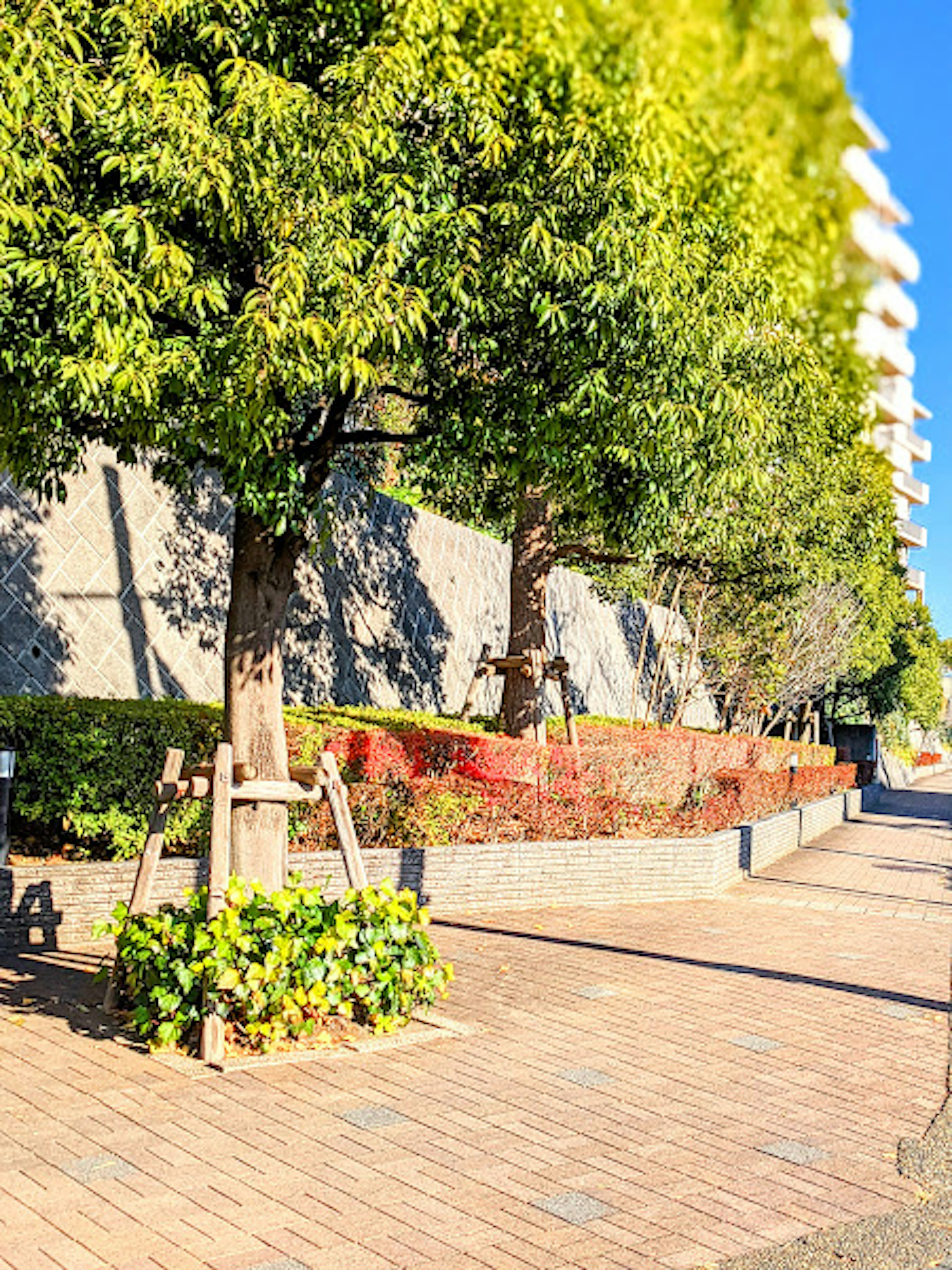 Baumgesäumter Gehweg mit lebhafter Begrünung und Blumenbeeten