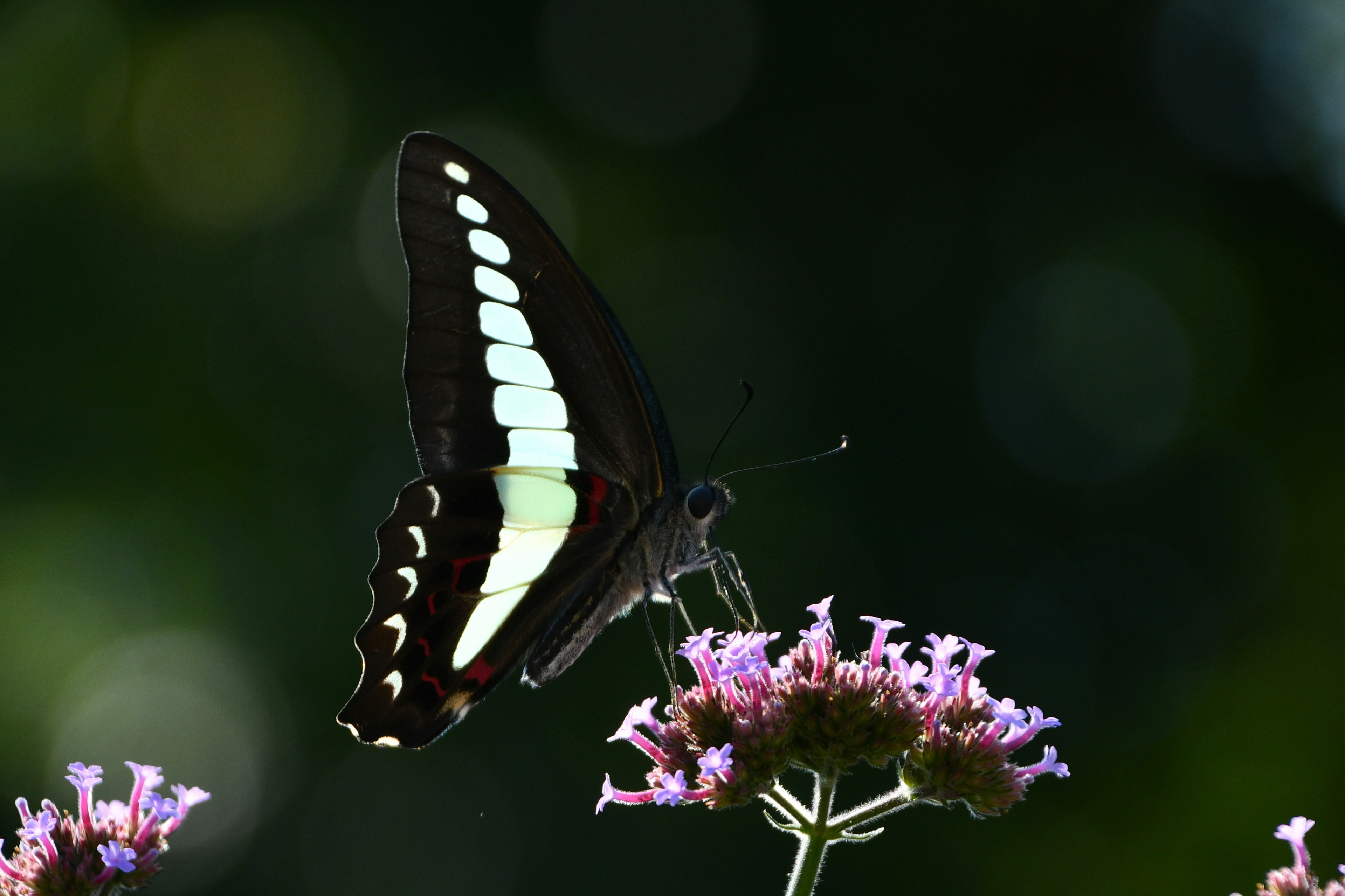 Papillon noir posé sur des fleurs violettes avec un arrière-plan flou