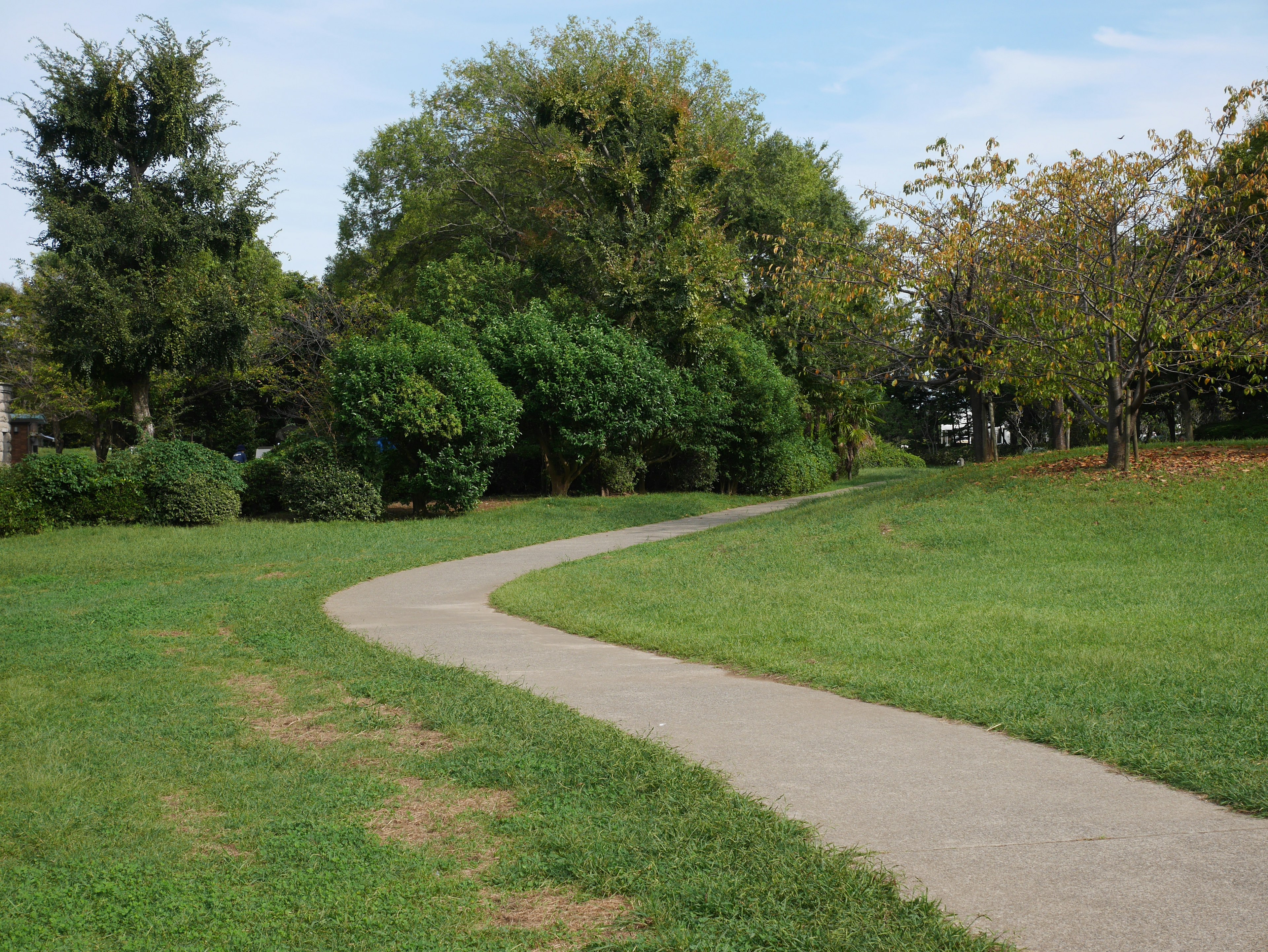 Kurvenweg in einem grünen Park umgeben von Bäumen