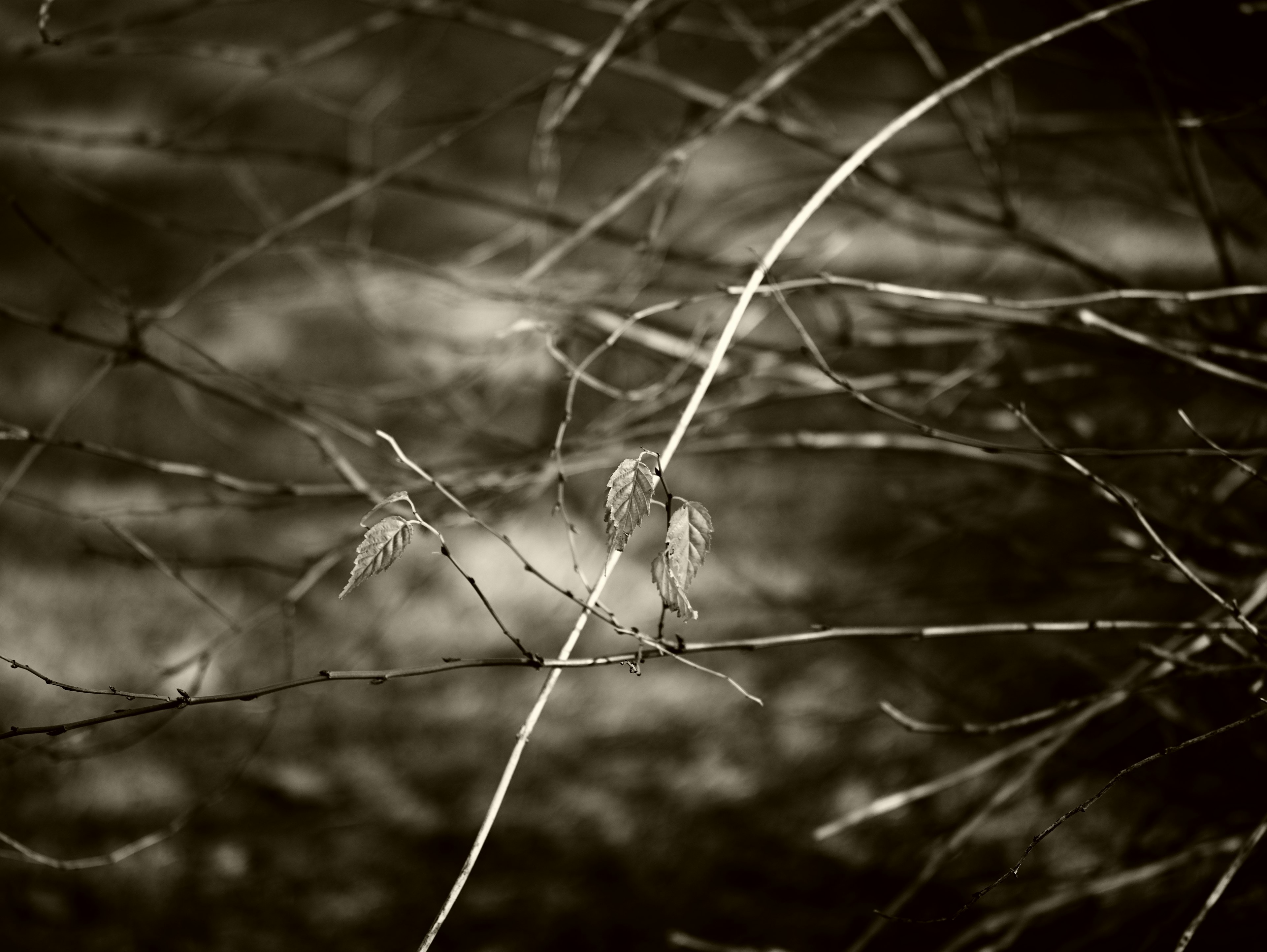 Schwarzweißfoto eines kleinen Vogels, der auf Ästen sitzt