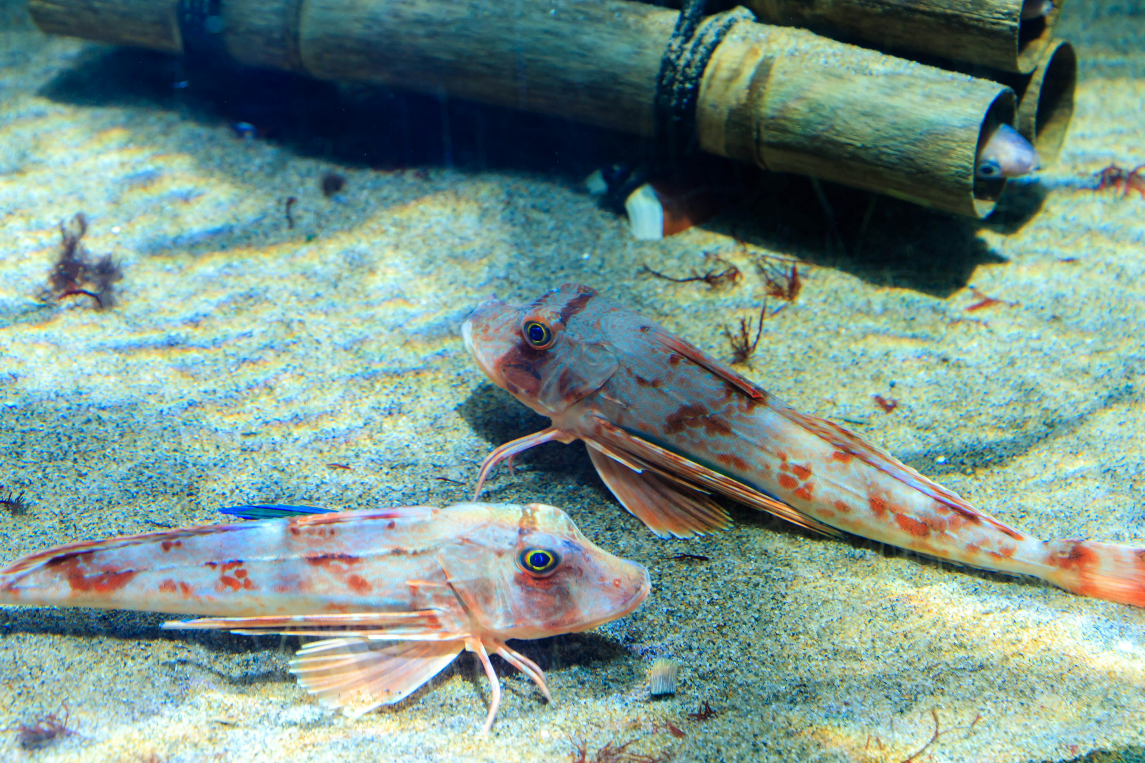 Zwei Fische, die auf dem sandigen Meeresboden schwimmen, mit einem Bambusrohr in der Nähe