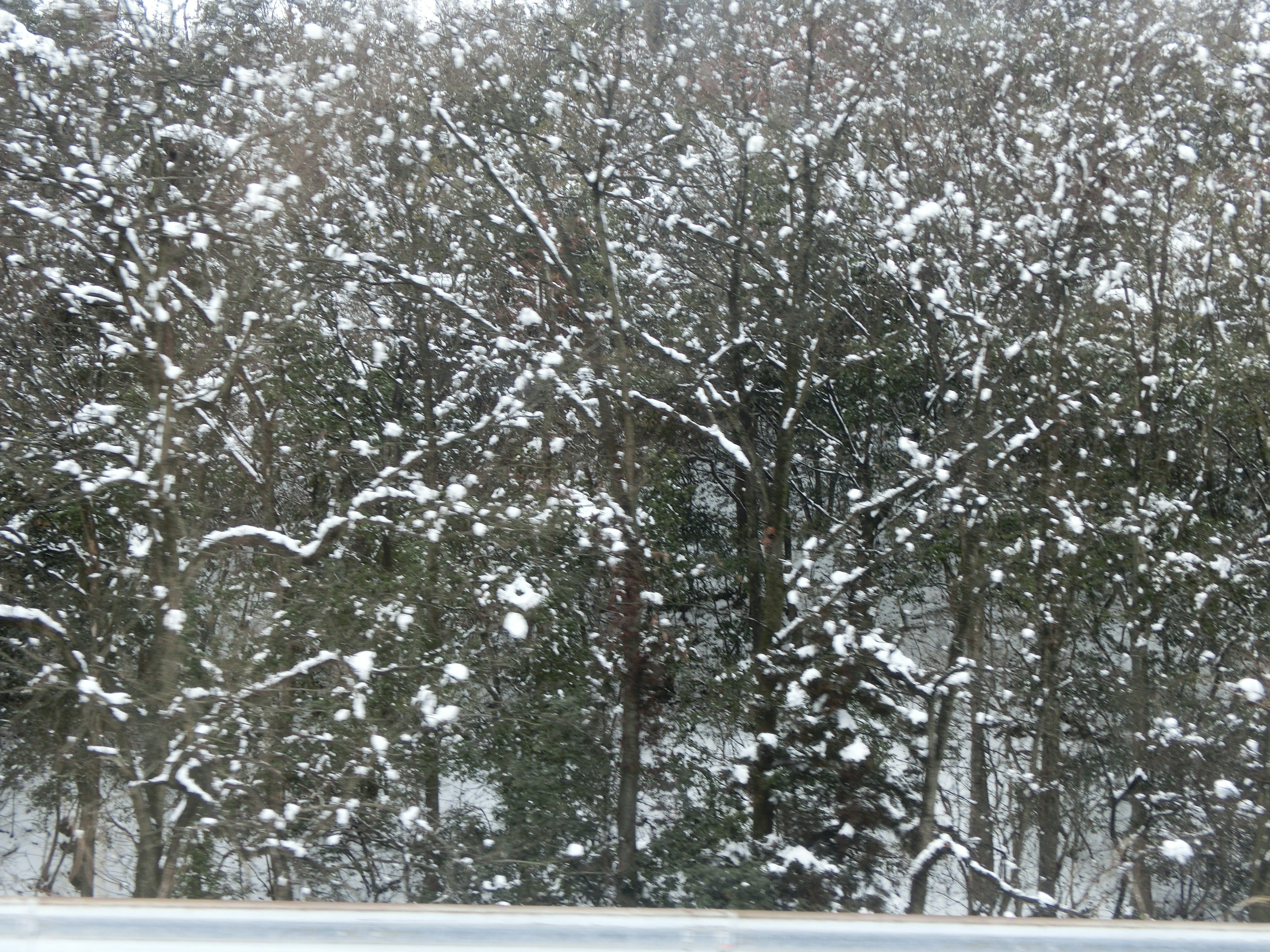 Winter landscape with trees covered in snow