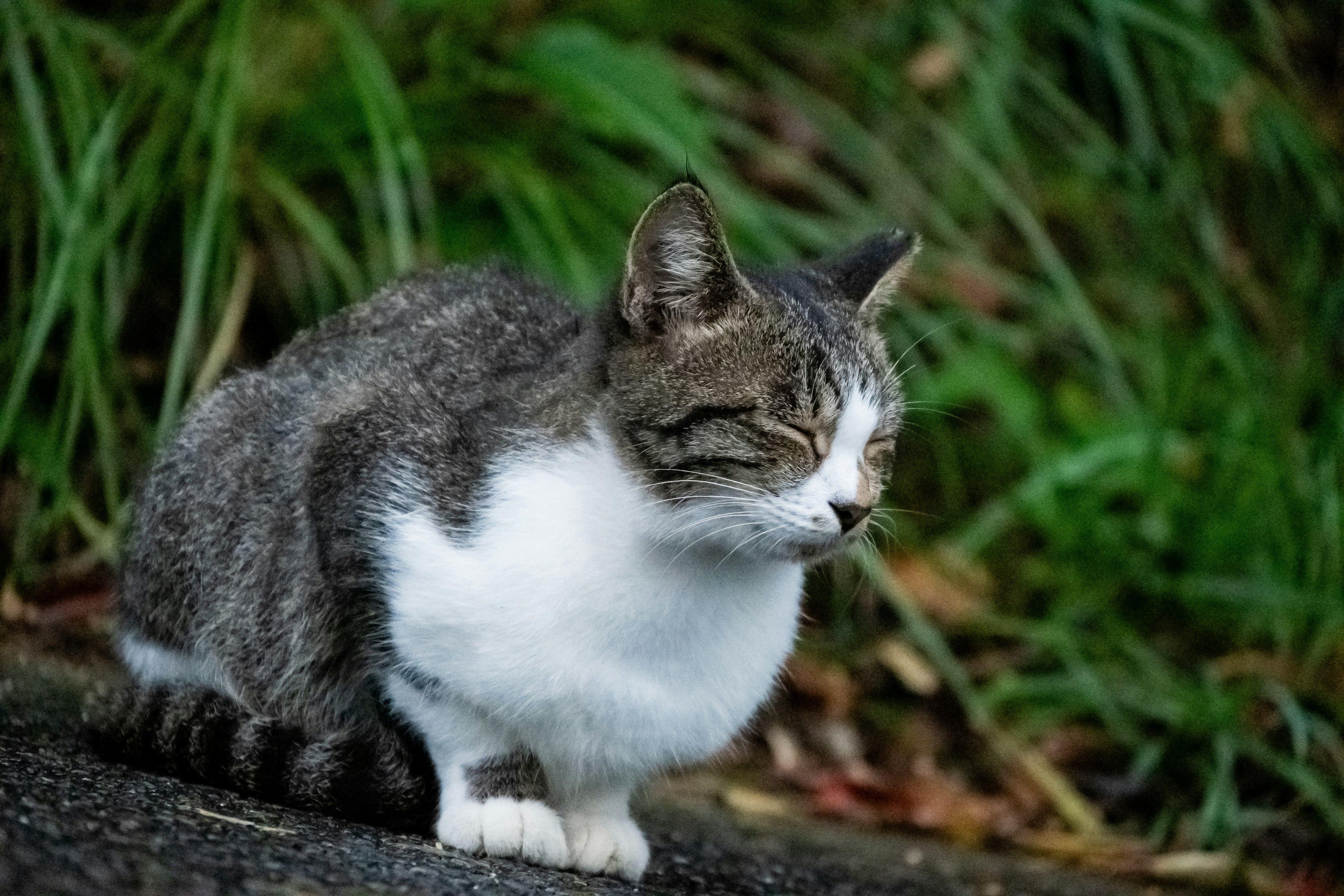 Kucing abu-abu dan putih duduk di antara rumput