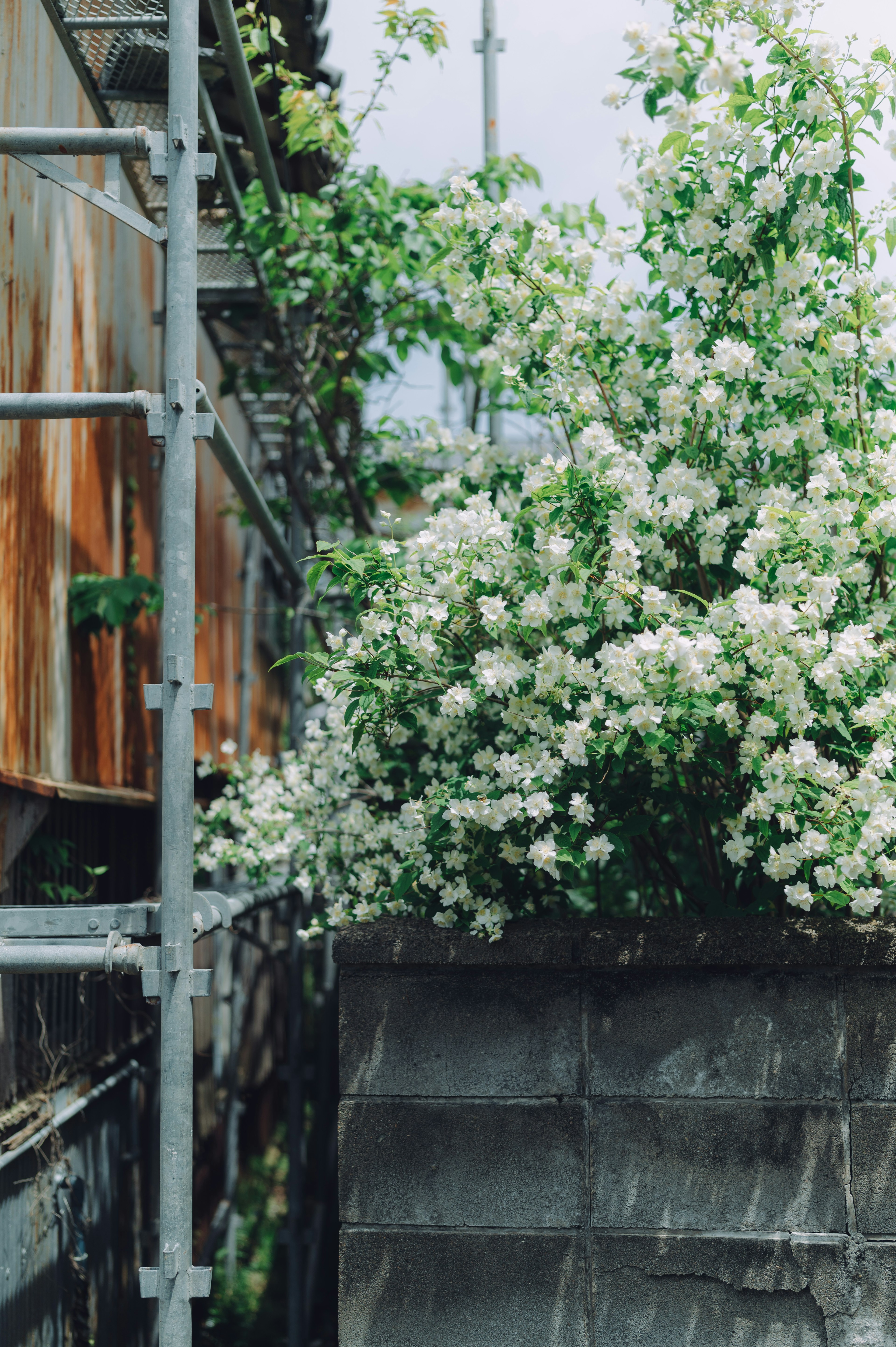 A view of white flowering plants beside construction scaffolding