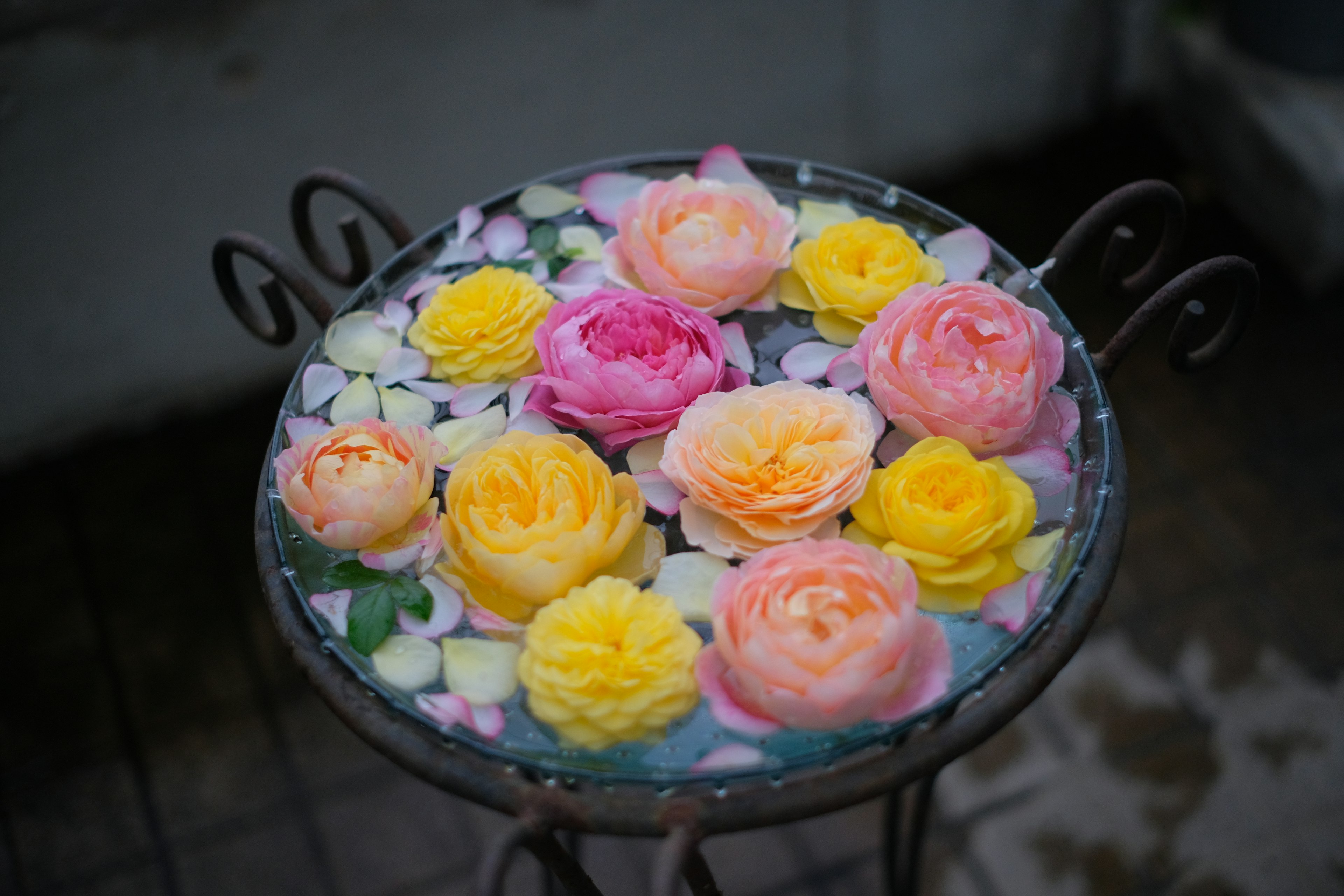 花びらと水に浮かぶ色とりどりのバラの花