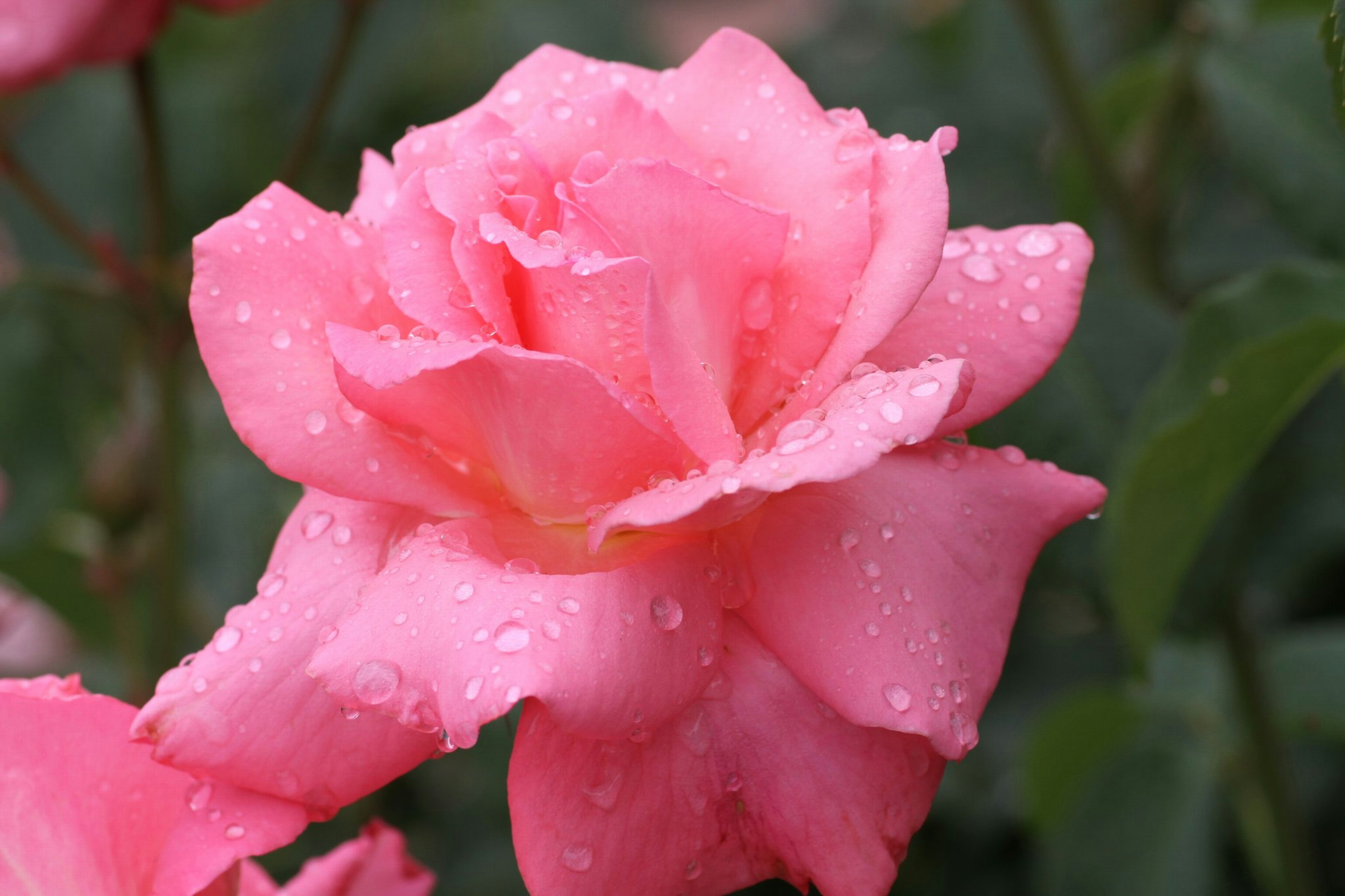 Belle rose rose avec des gouttes d'eau