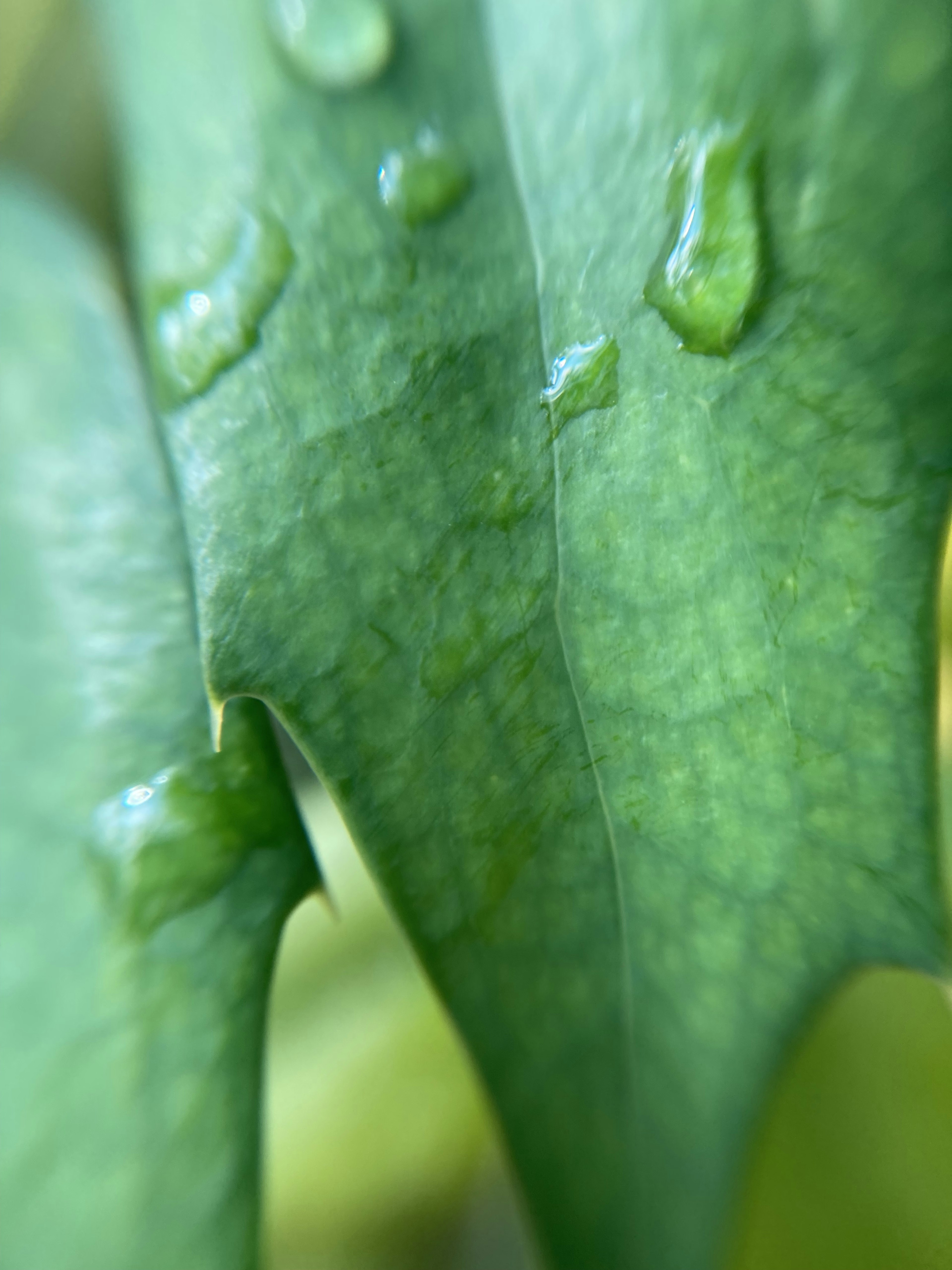 Close-up of green leaves with water droplets