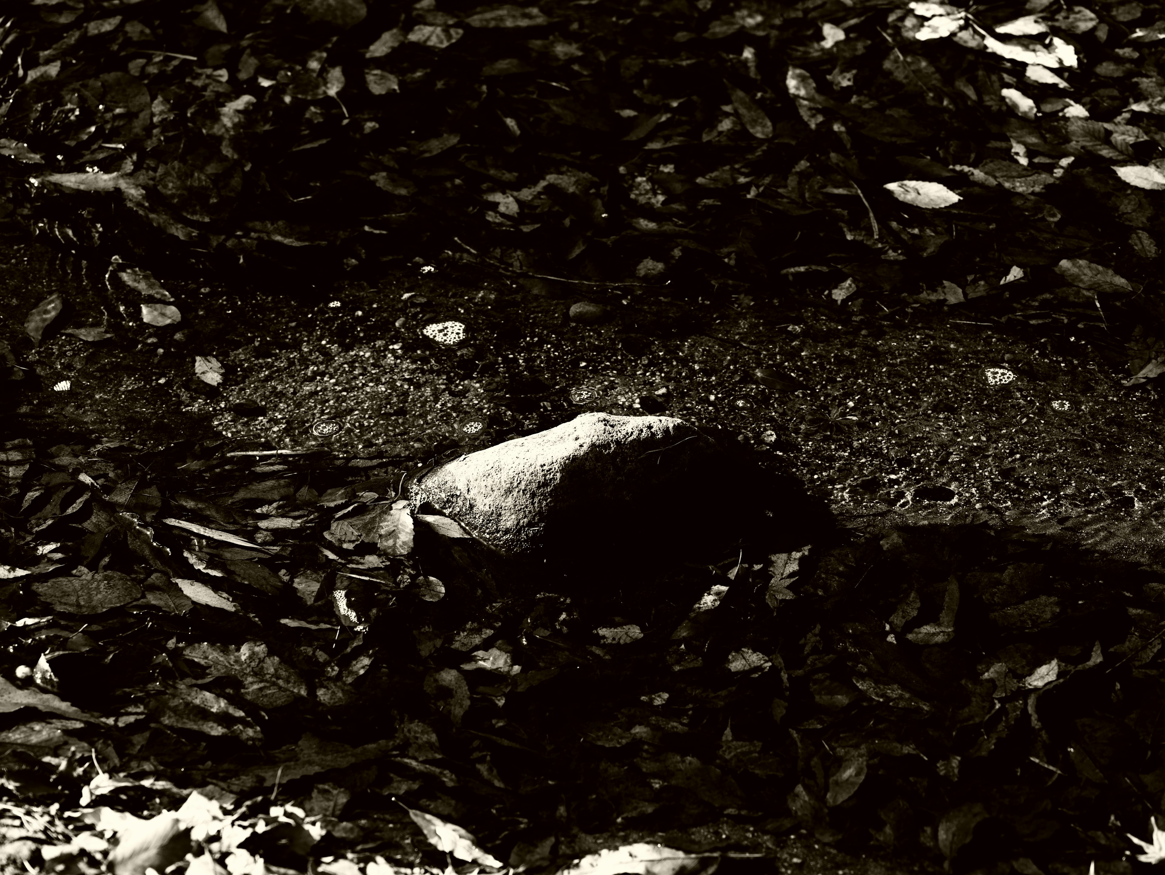 Une image en noir et blanc montrant une pierre partiellement immergée dans l'eau entourée de feuilles