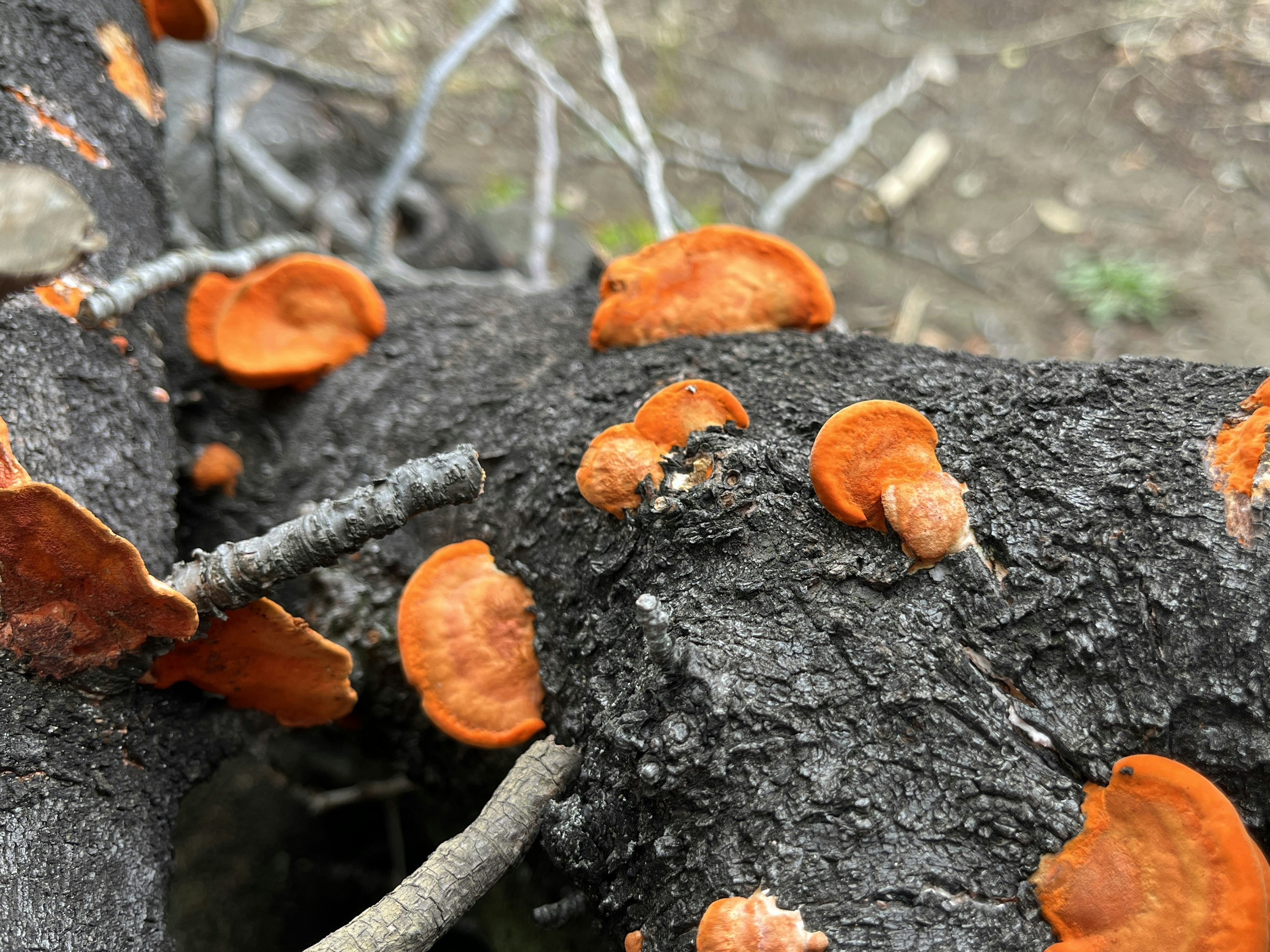 Orange Pilze, die auf einem dunklen Baumstamm wachsen