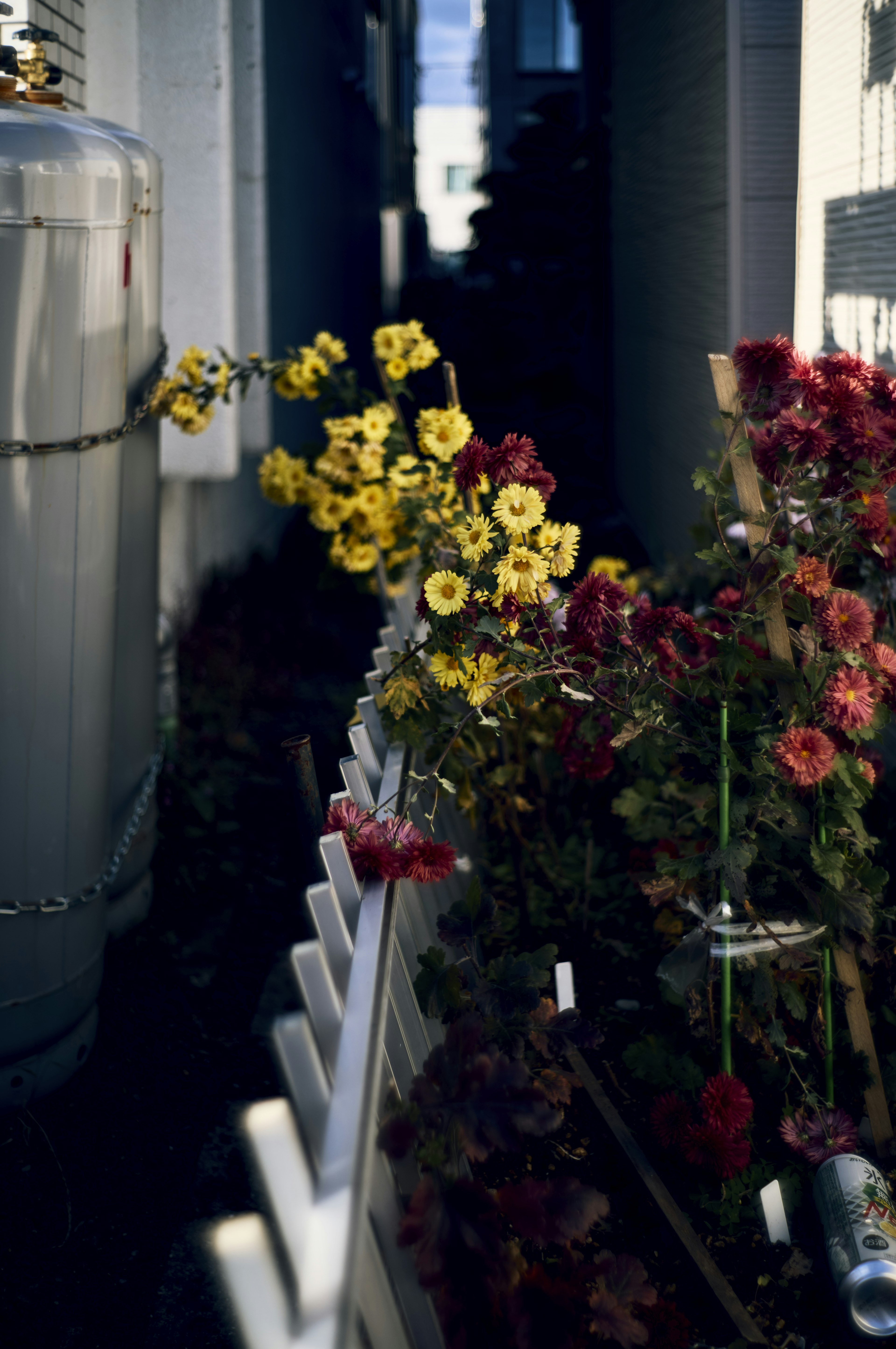 Flores amarillas y rojas florecen en un callejón estrecho