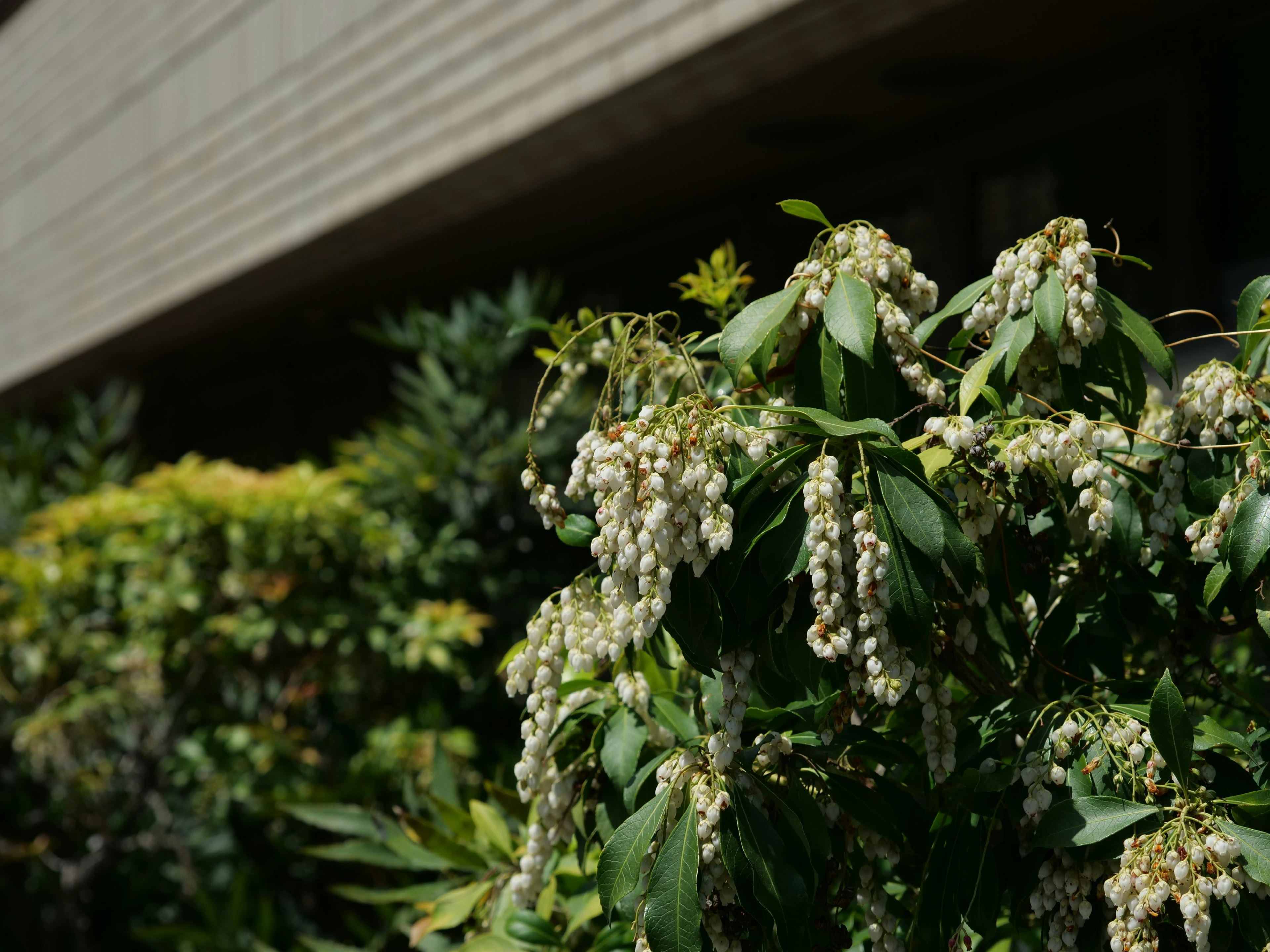 Primo piano di piante verdi con fiori bianchi e un edificio sullo sfondo