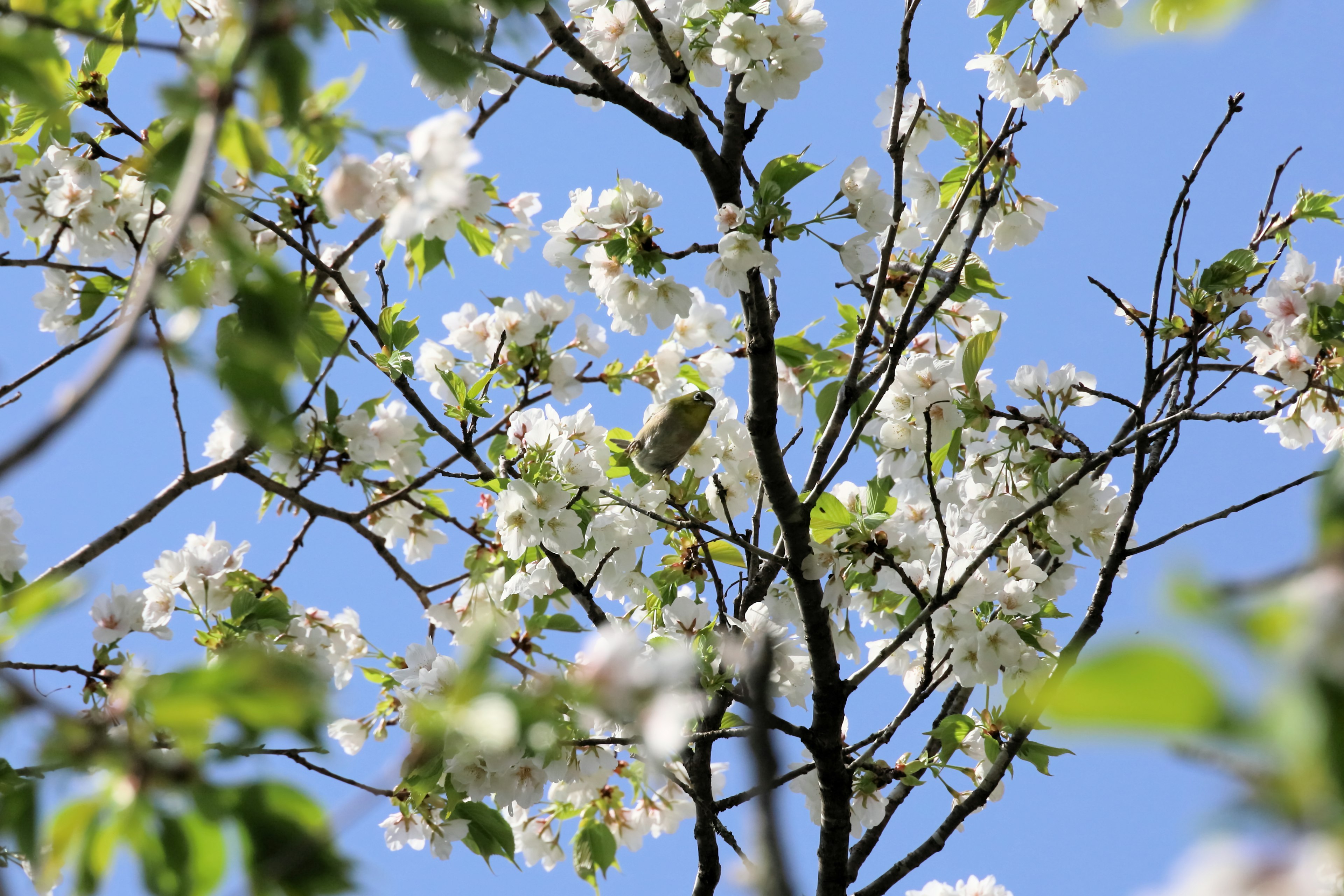 Branches of a flowering tree with white blossoms against a blue sky