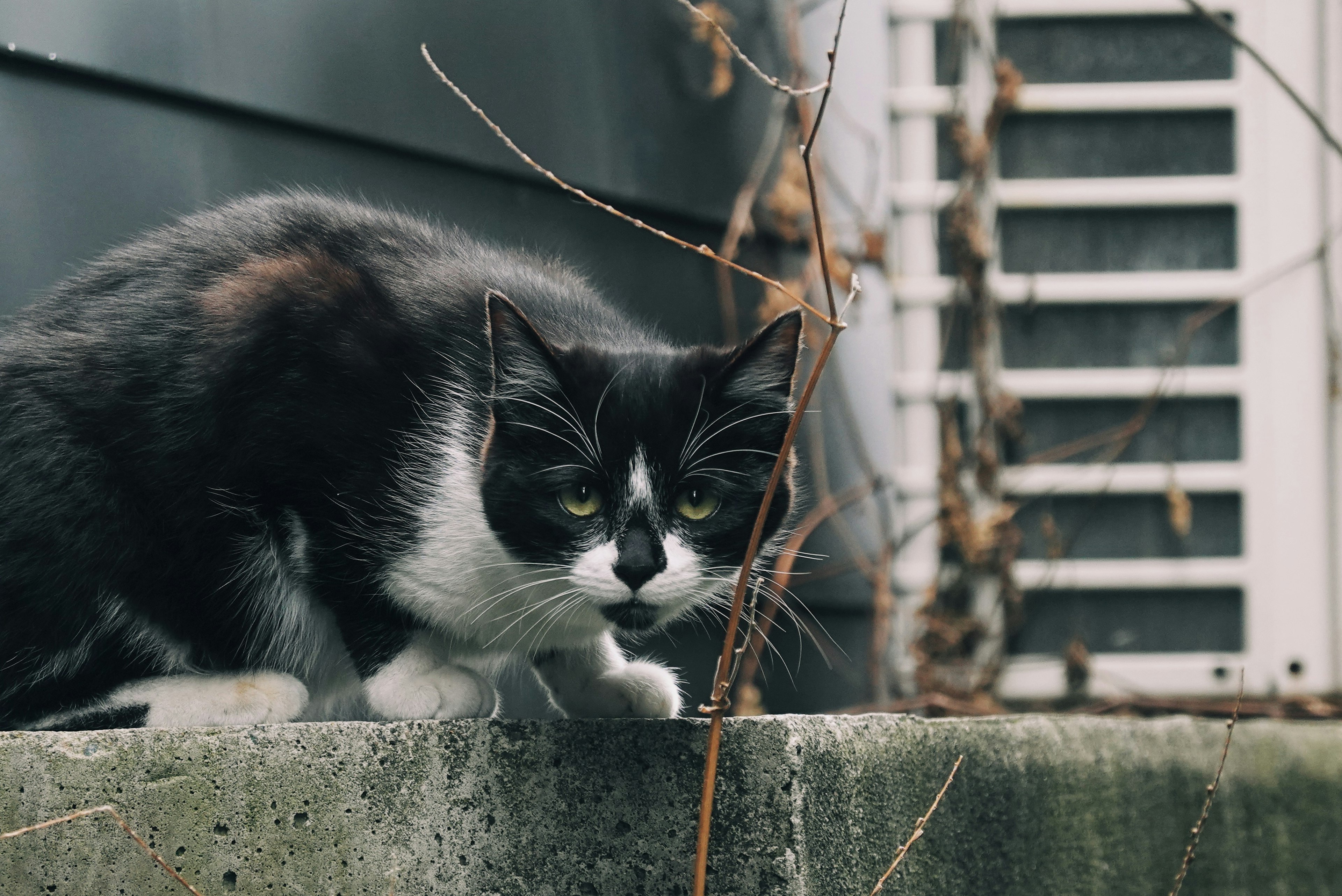 Gato negro y blanco agazapado sobre concreto rodeado de plantas