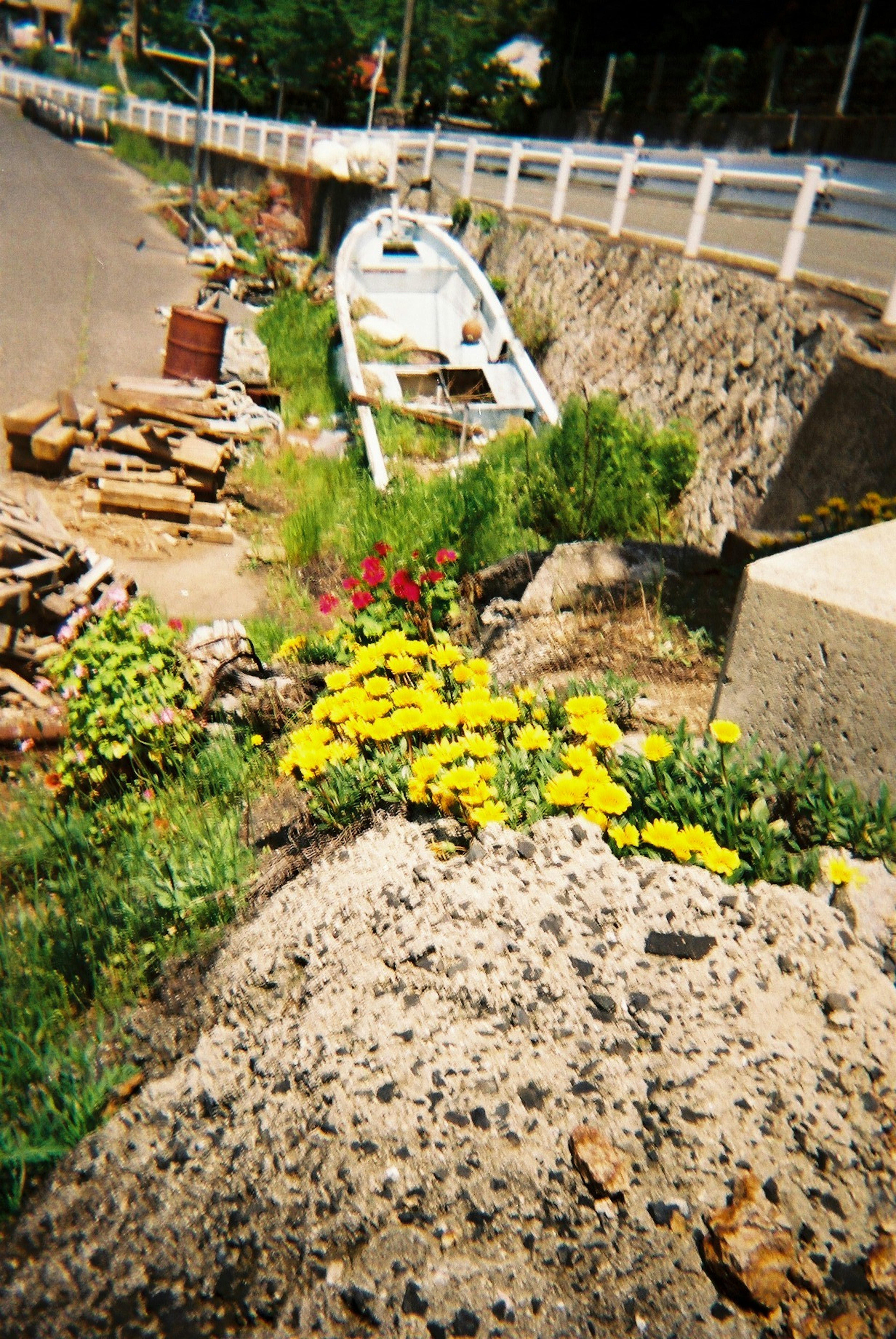 A scenic view featuring yellow flowers and an old boat by the roadside