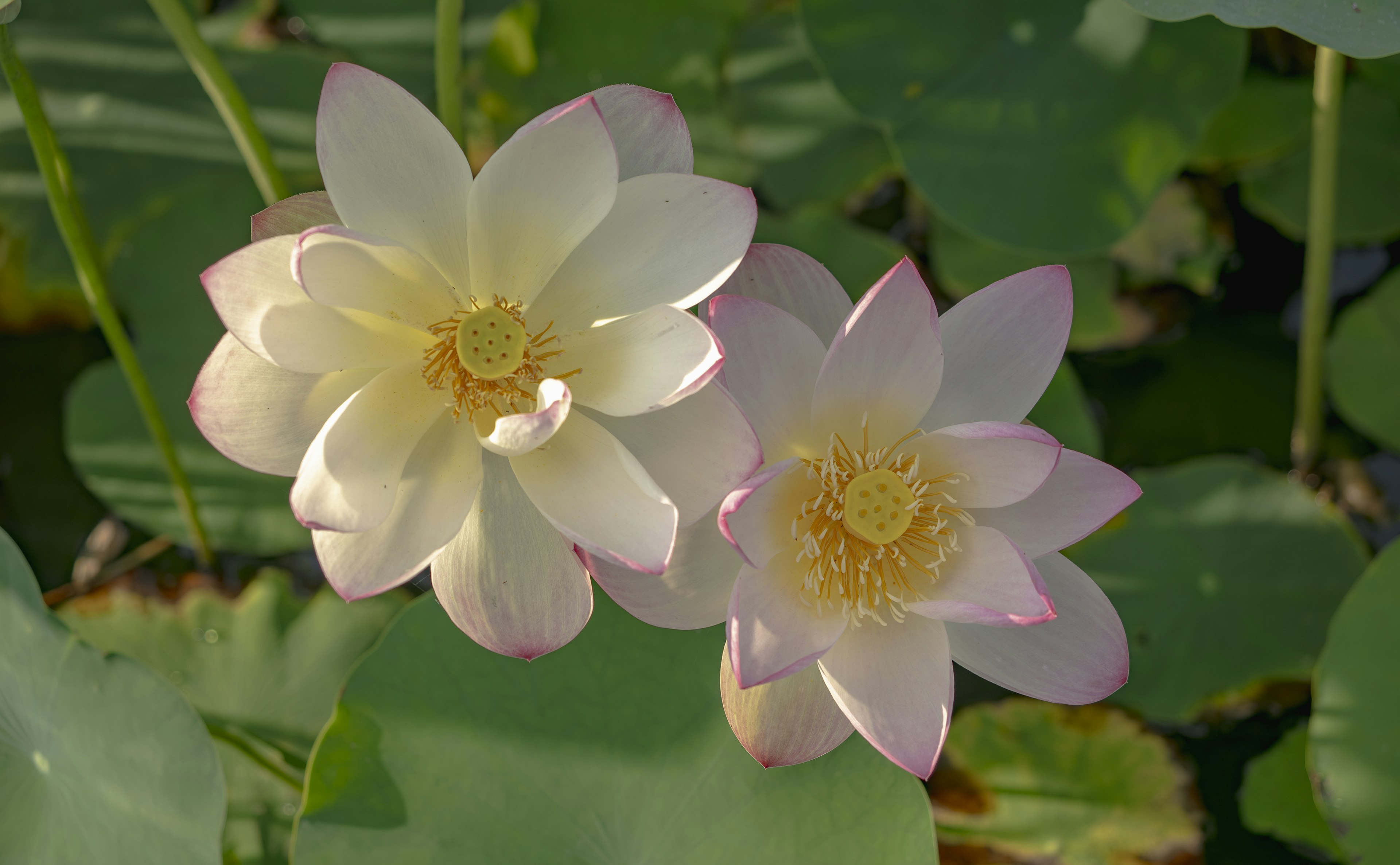 两朵莲花漂浮在水面上