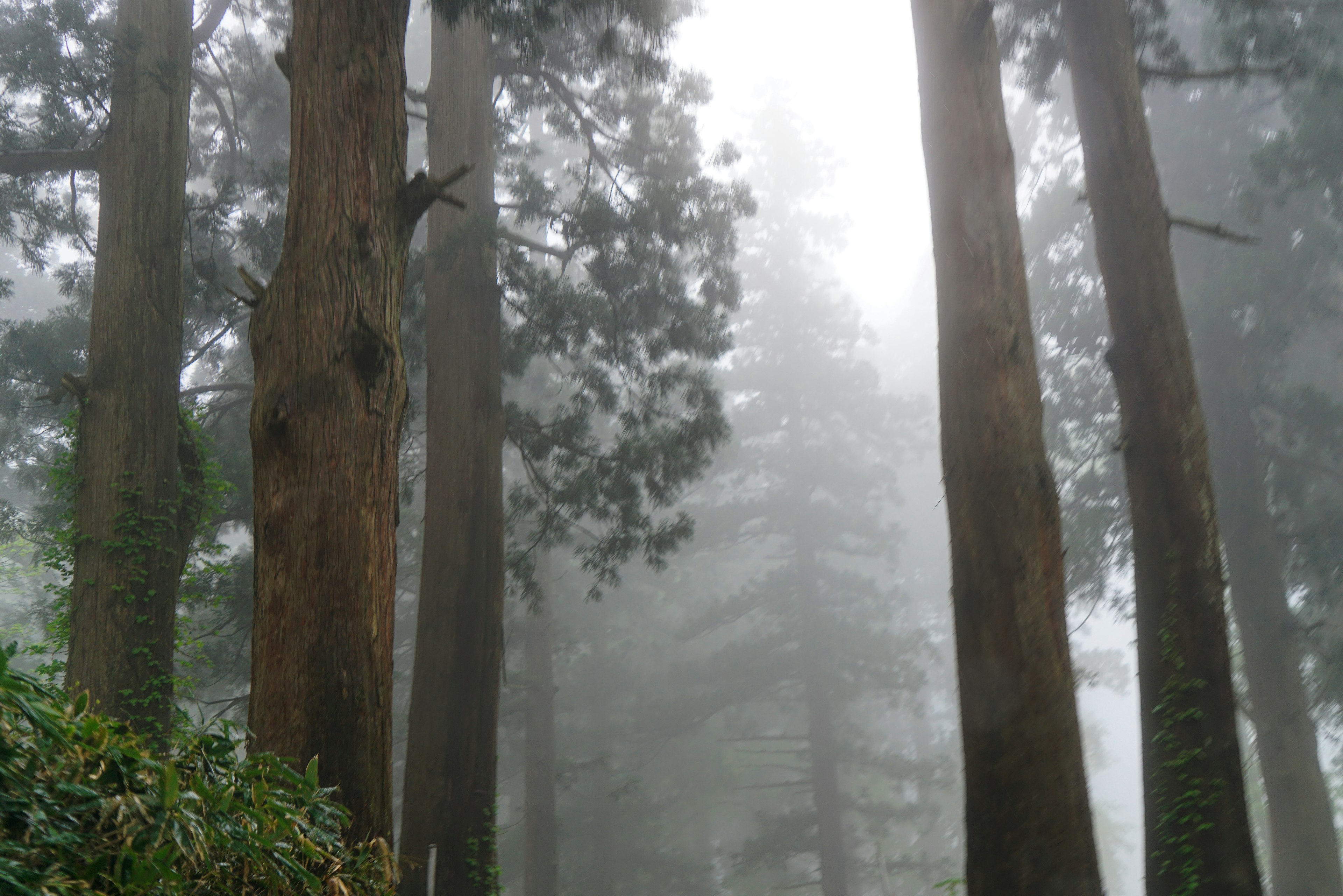 Alti alberi in una foresta nebbiosa