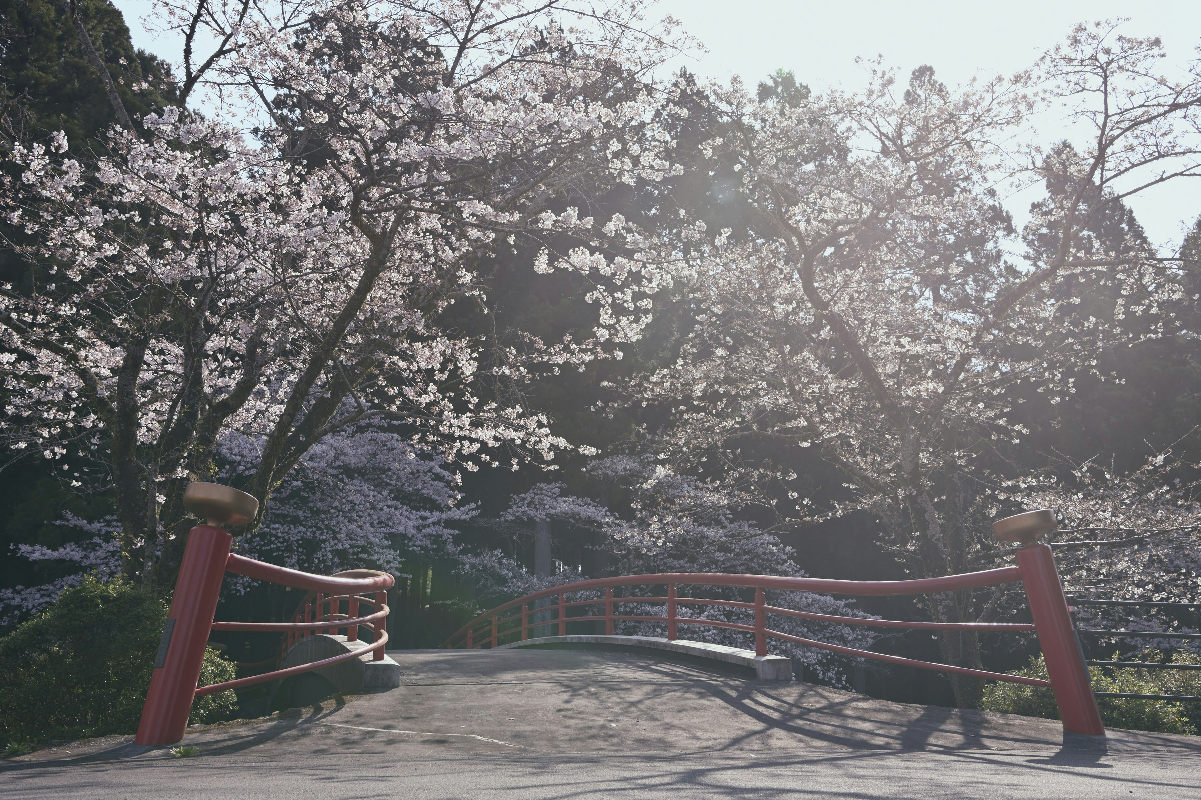 Pemandangan indah jembatan merah dikelilingi pohon sakura yang mekar