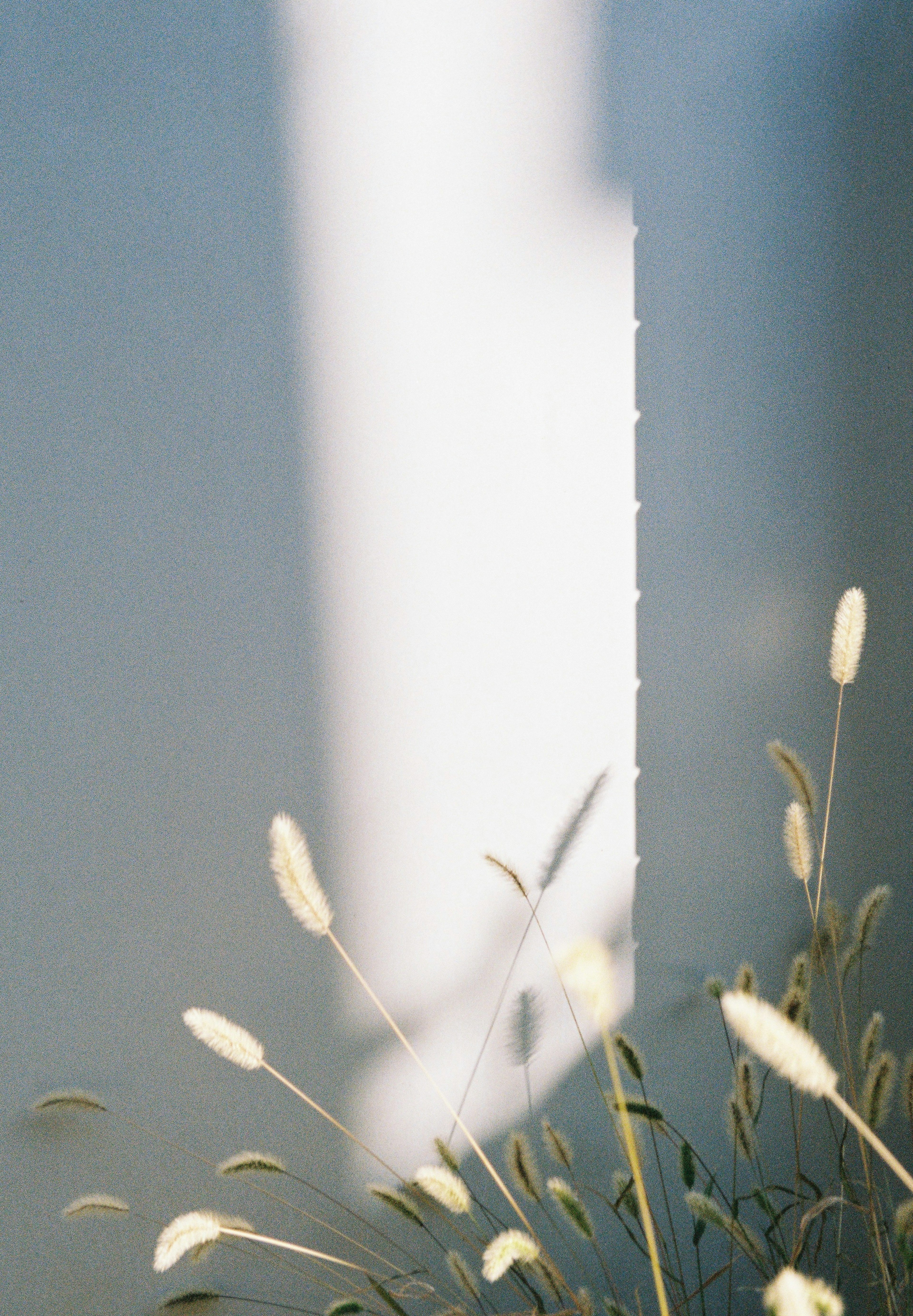 Foto de flores blancas frente a una pared azul