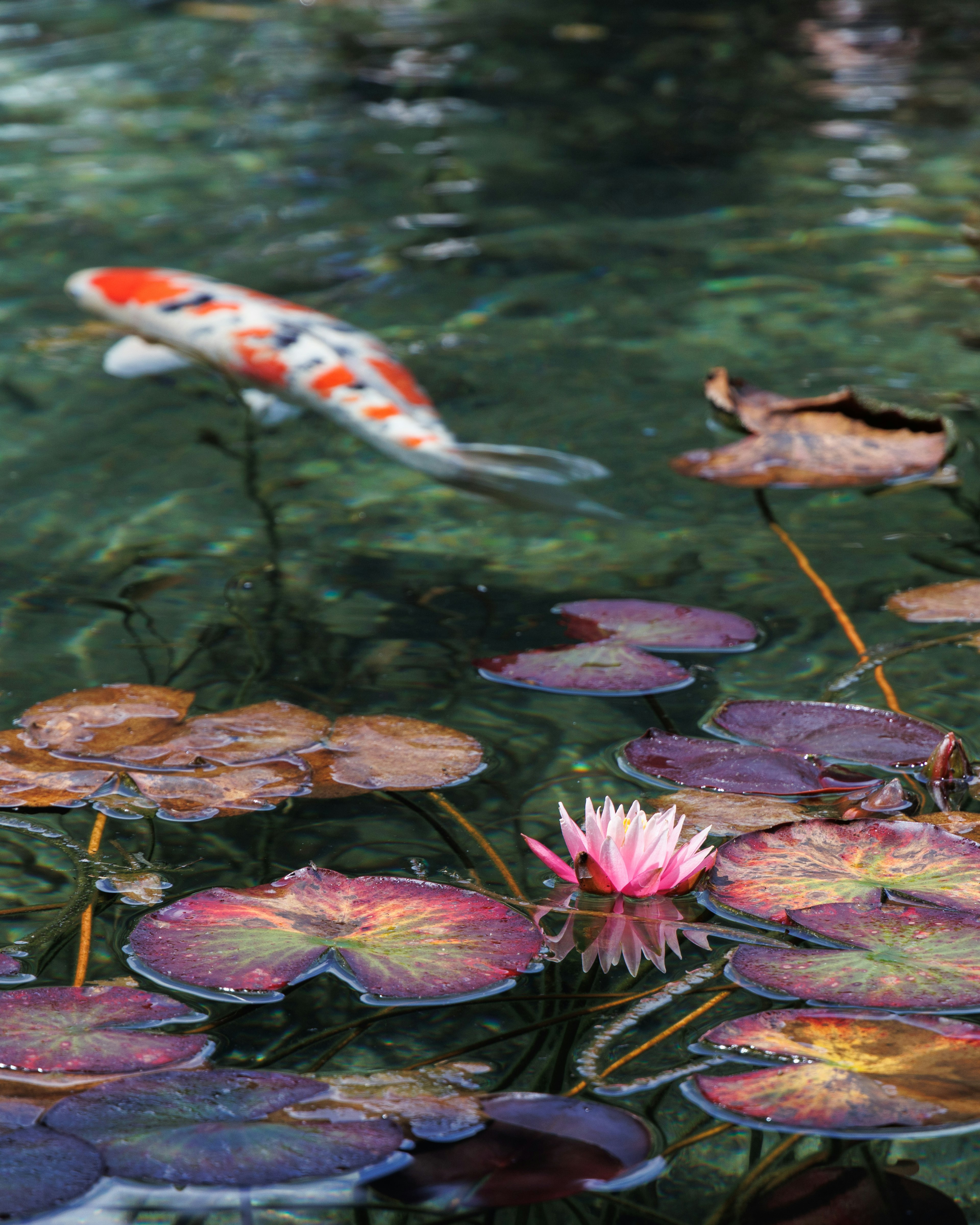 Daun teratai dengan teratai merah muda dan ikan koi berwarna-warni yang berenang