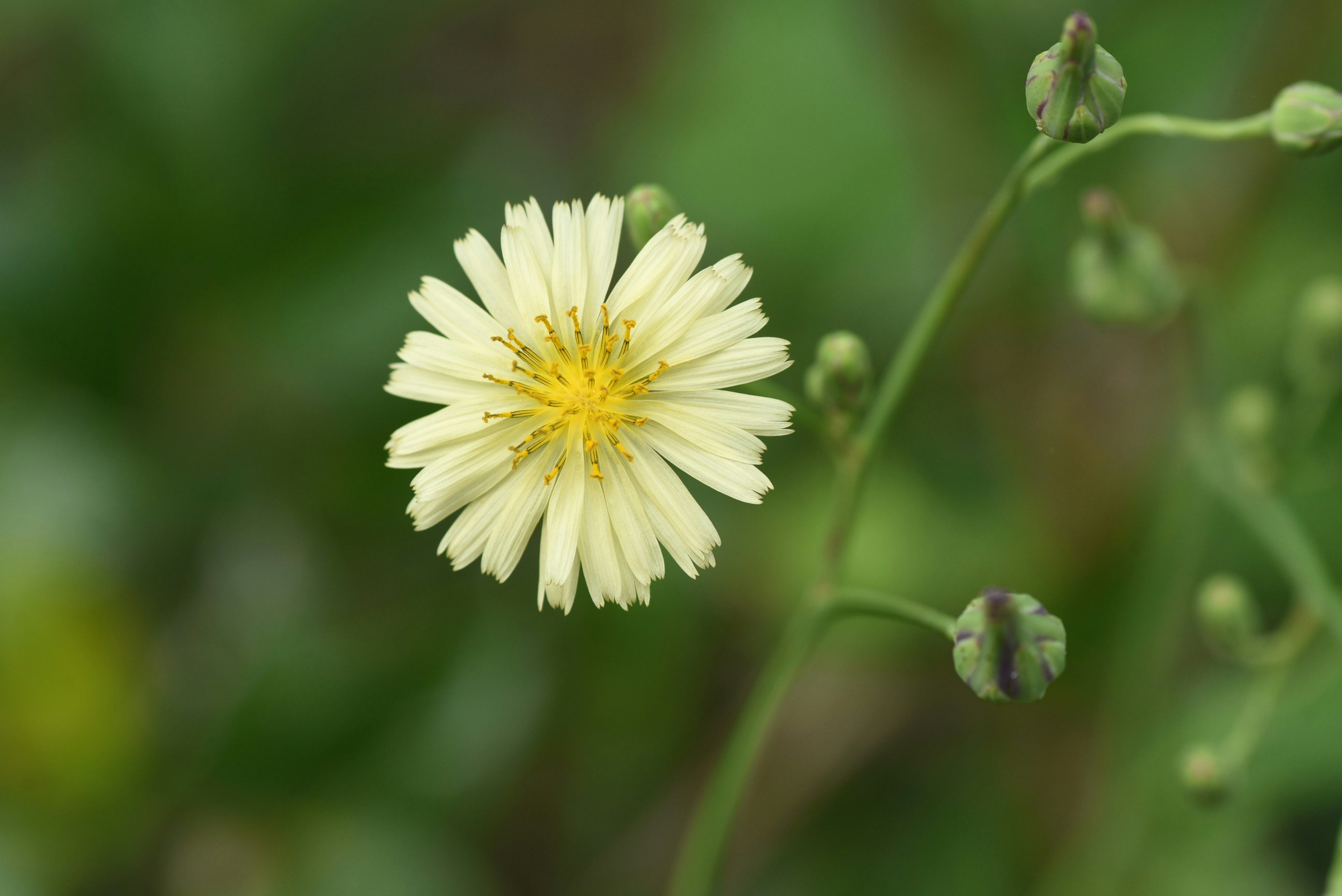 Nahaufnahme einer blassen gelben Blume mit grünen Knospen vor einem verschwommenen grünen Hintergrund