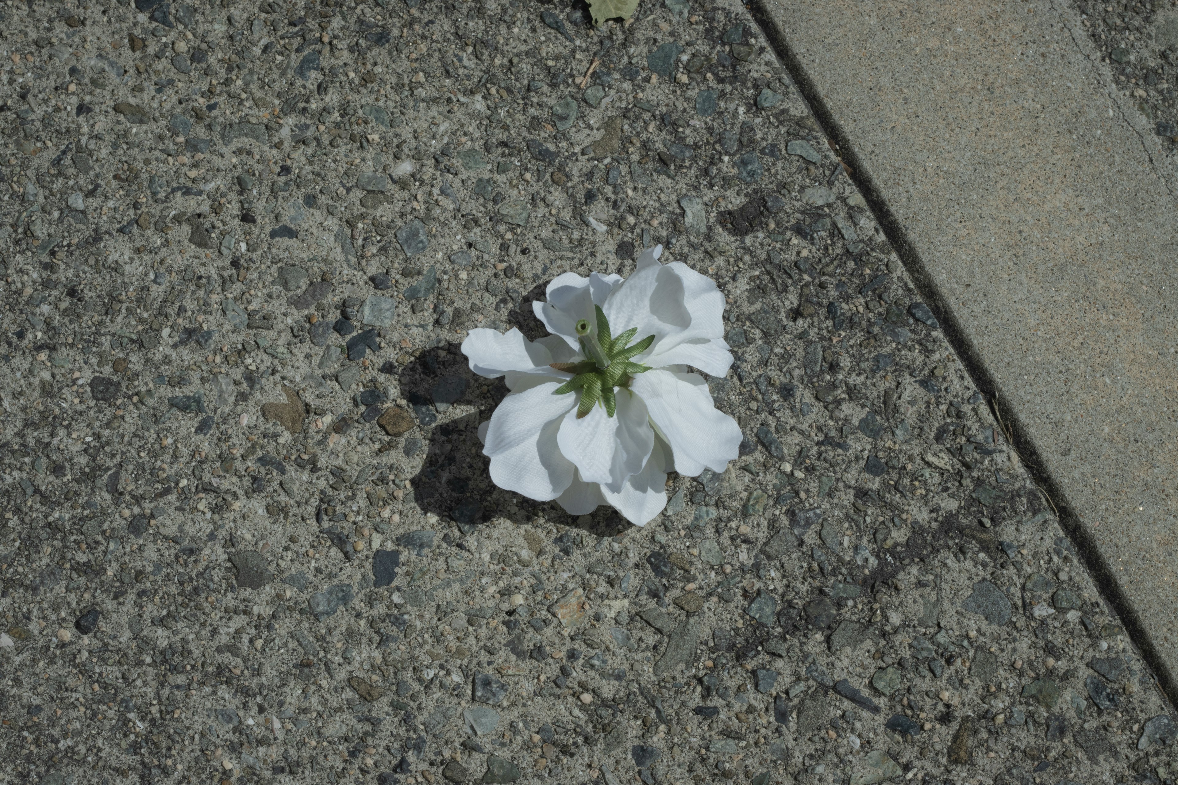 Eine weiße Blume auf Beton