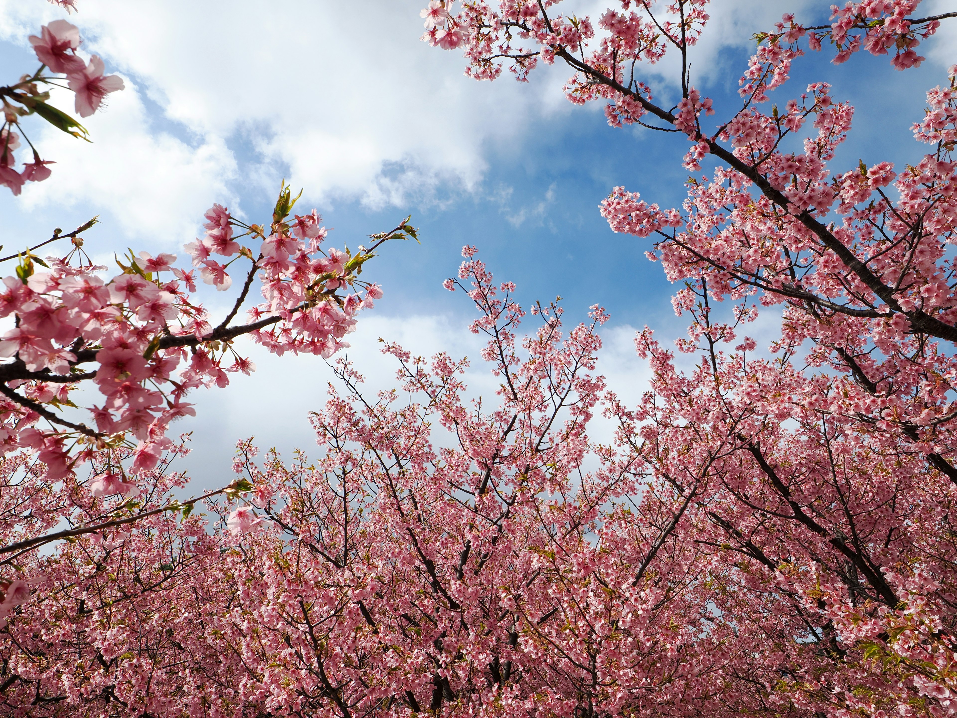 Pohon sakura mekar di bawah langit biru