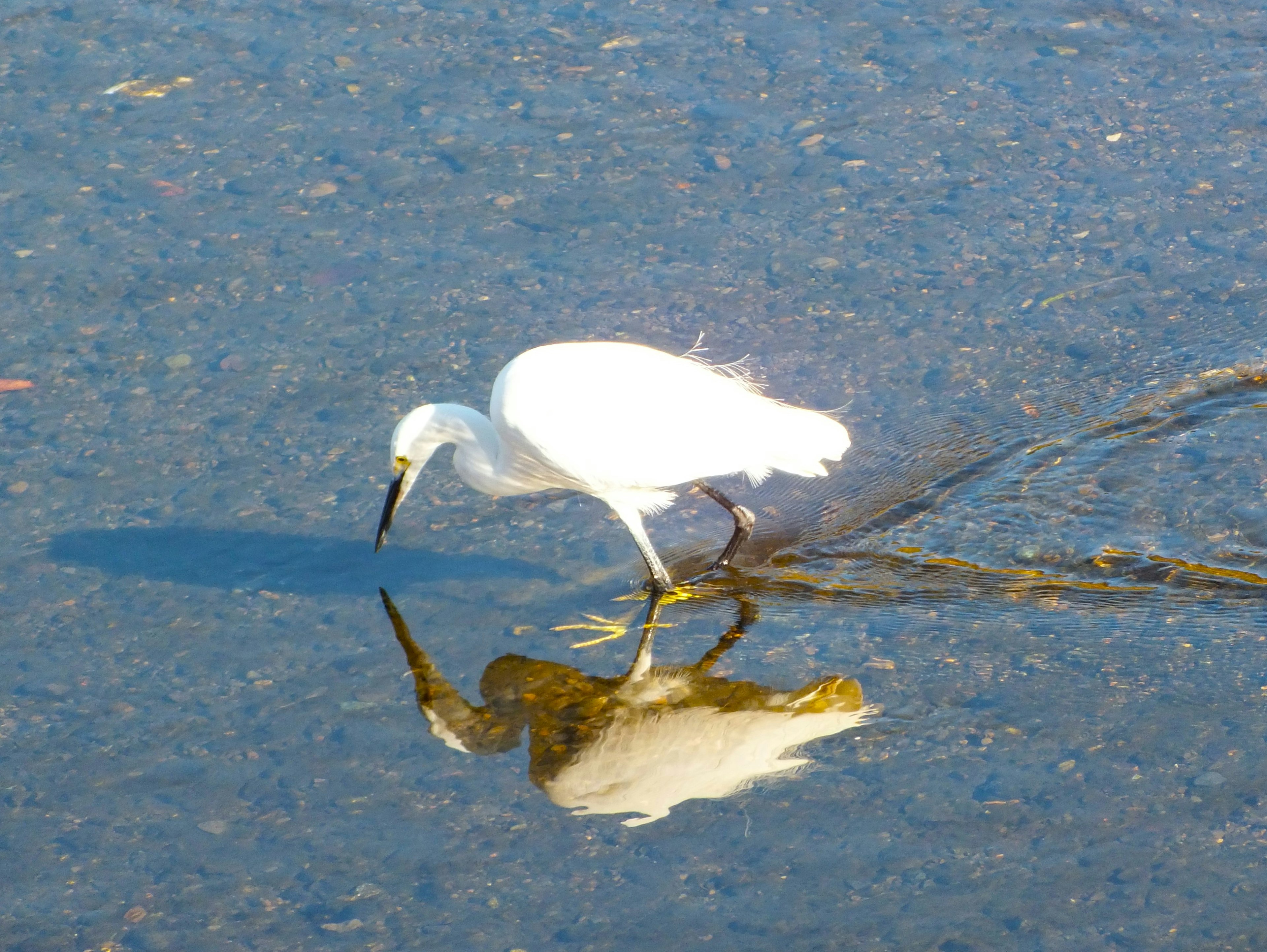 Un aigrette blanche cherche de la nourriture reflétée à la surface de l'eau