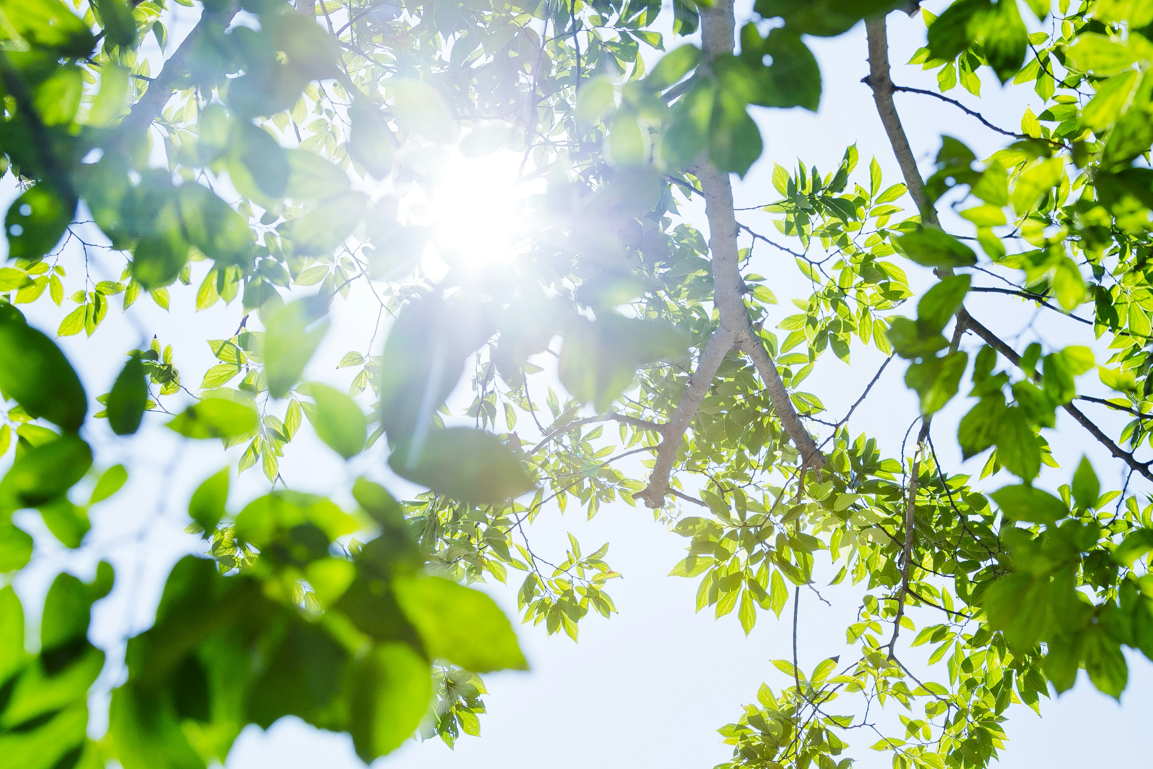 Image of sunlight filtering through vibrant green leaves