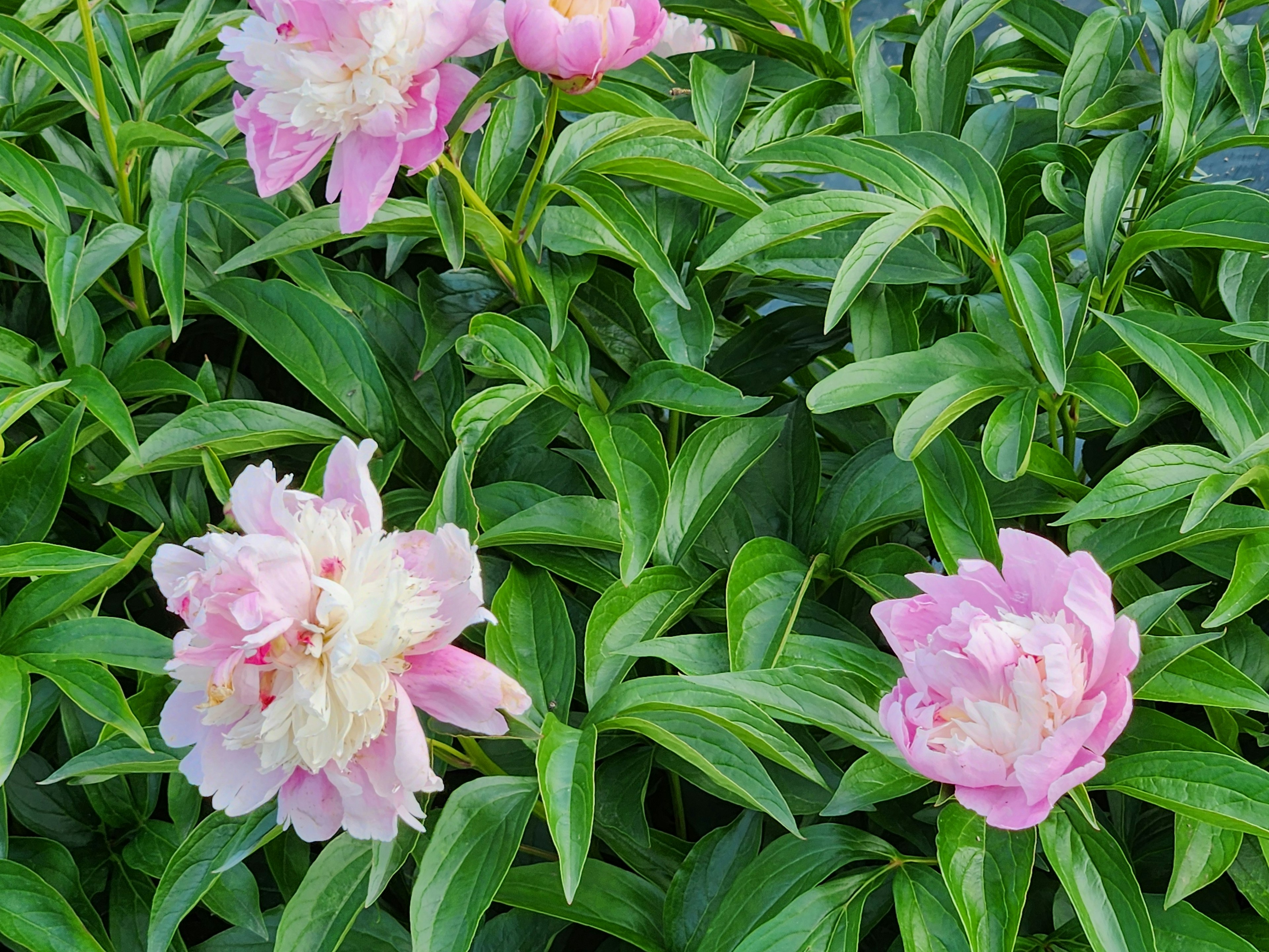 Peony flowers blooming among green leaves