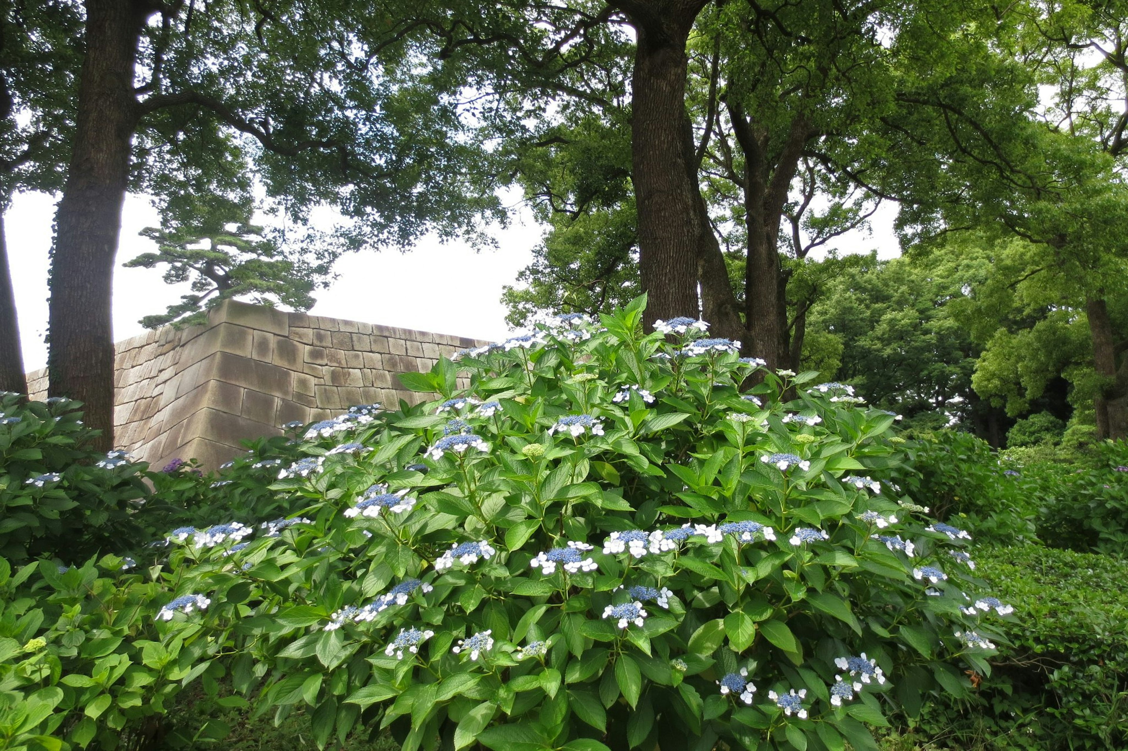 郁郁葱葱的花园场景，蓝色花朵和高大树木