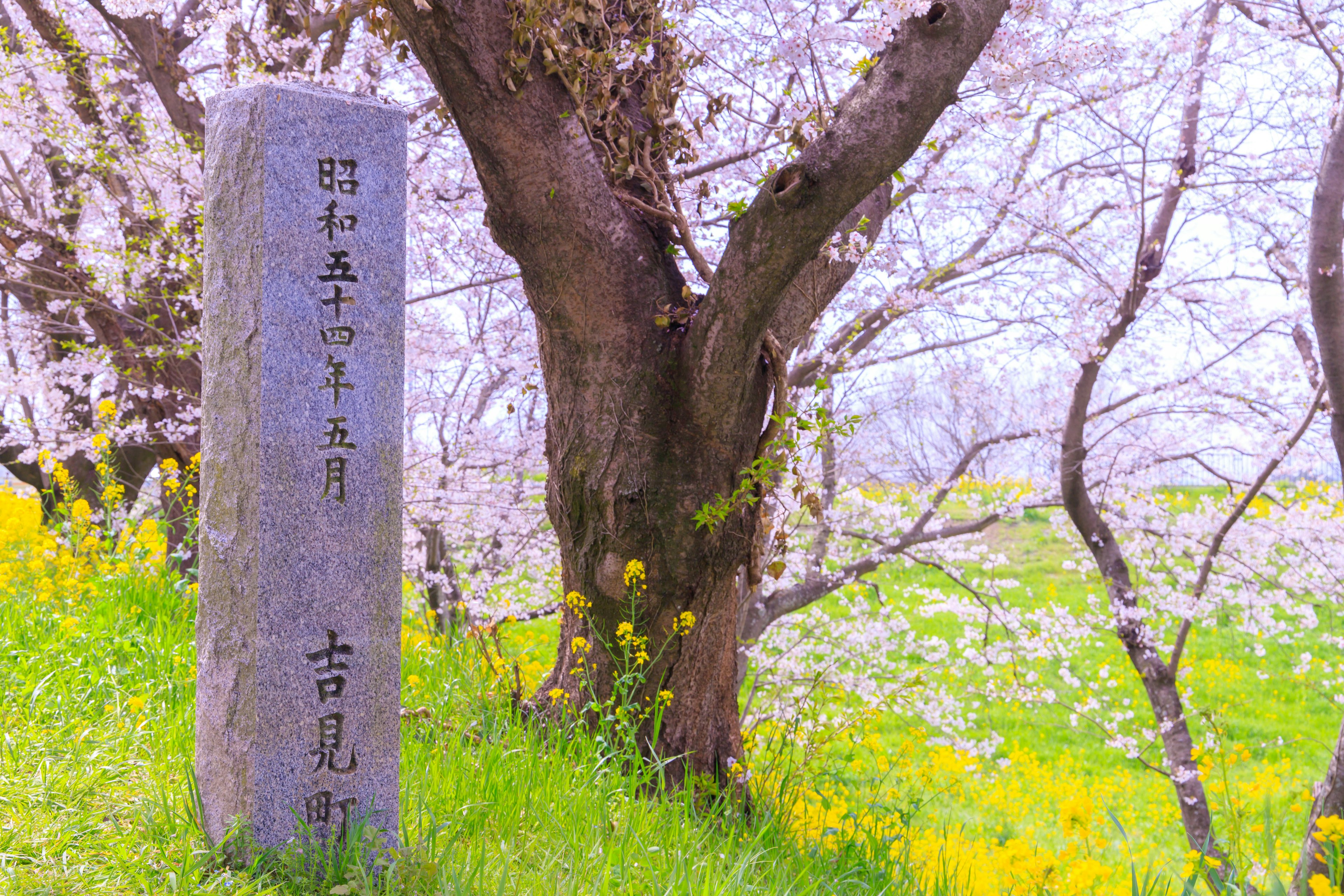 Pemandangan monumen batu di dekat pohon sakura