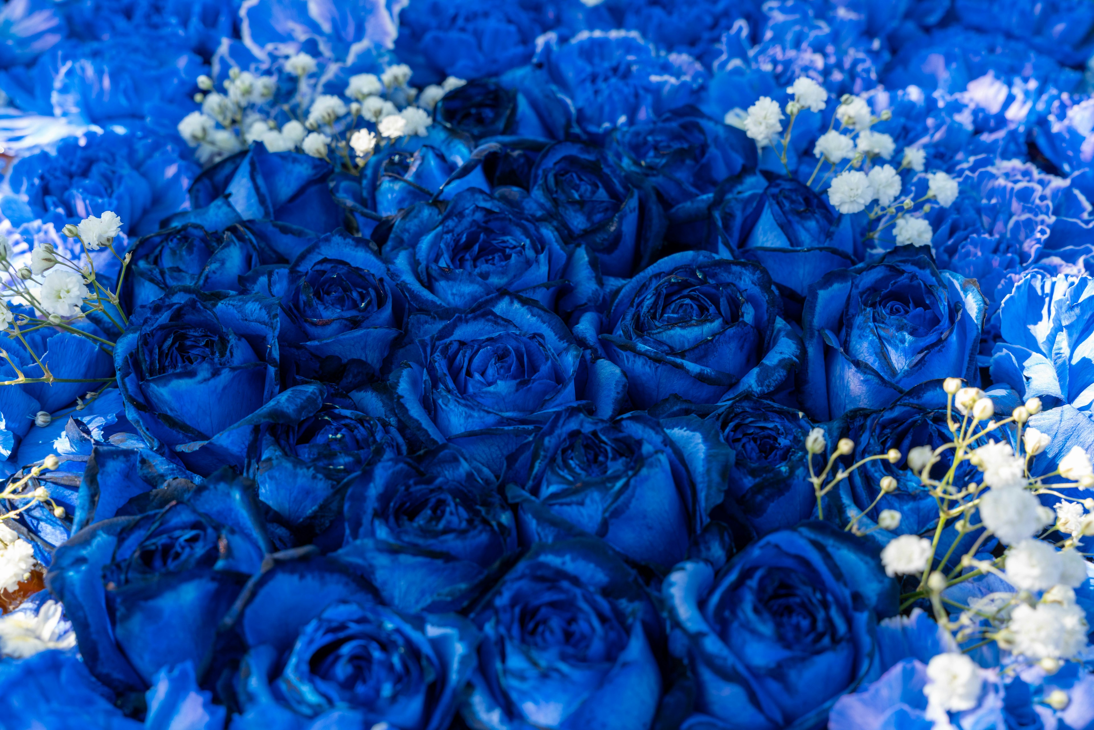 Lebendige blaue Rosen mit kleinen weißen Blumen arrangiert