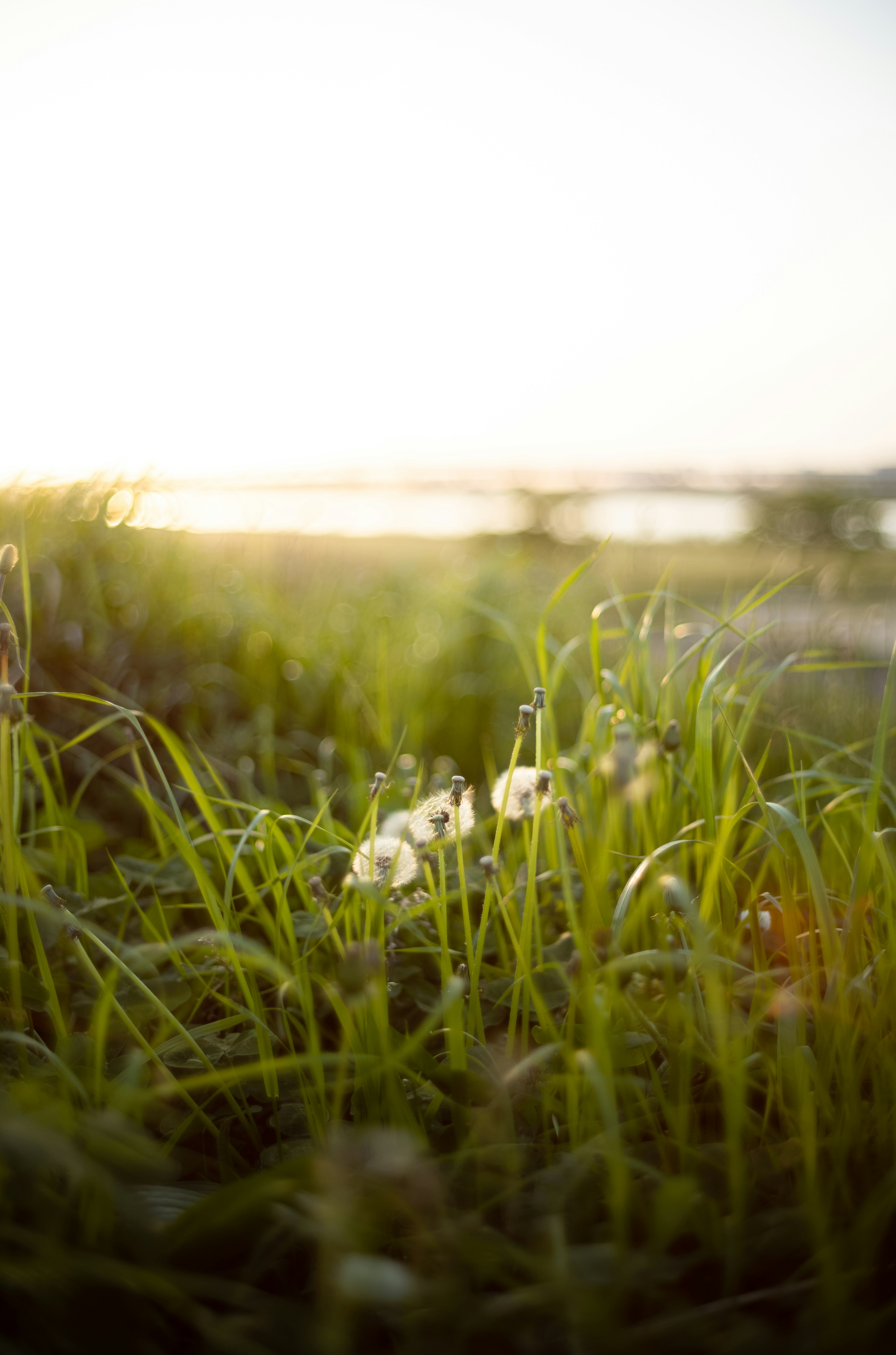 Hierba verde con flores blancas durante el atardecer