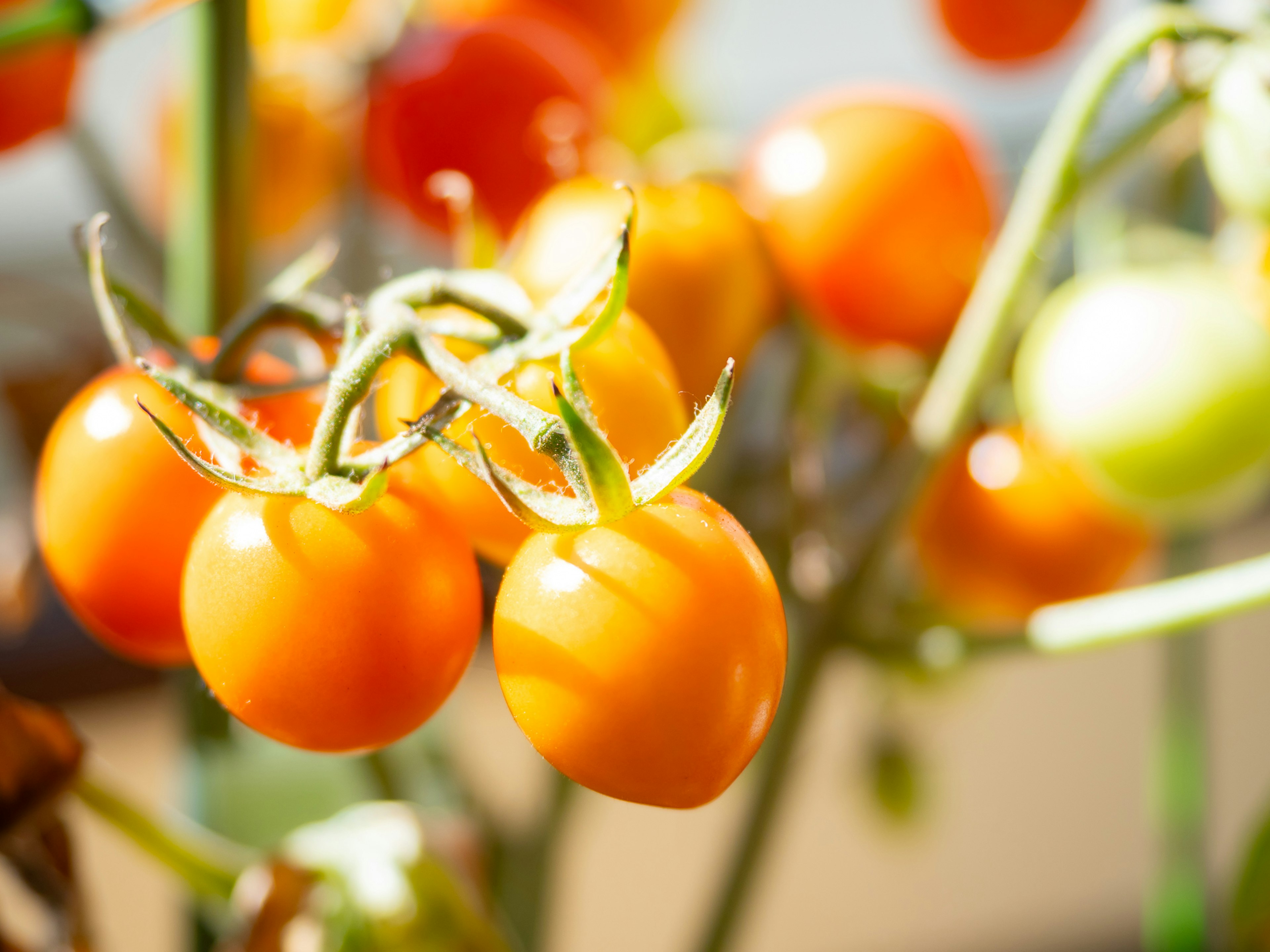 Groupe de tomates cerises orange mûres sur la vigne