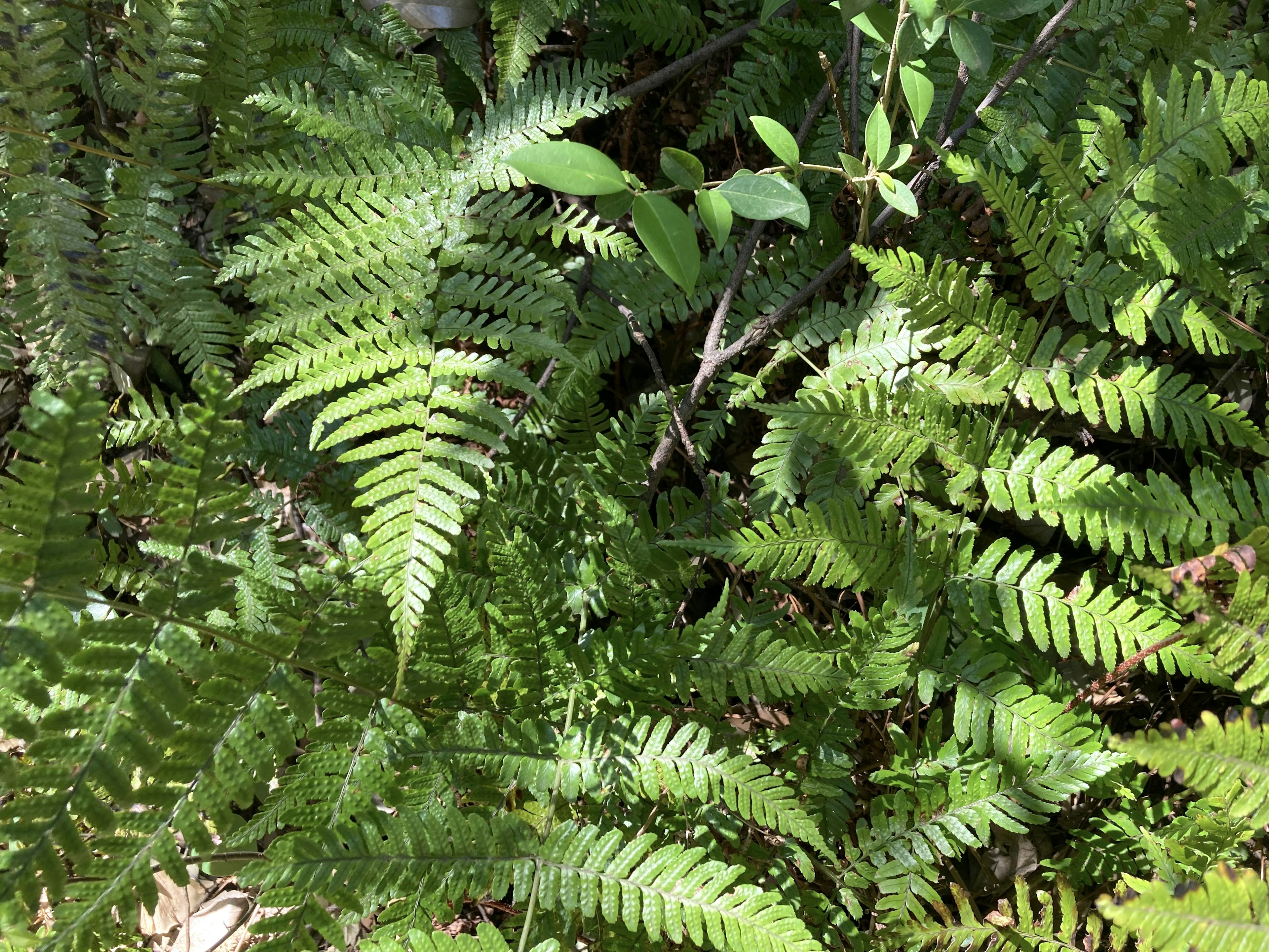 Lush green ferns in a natural setting