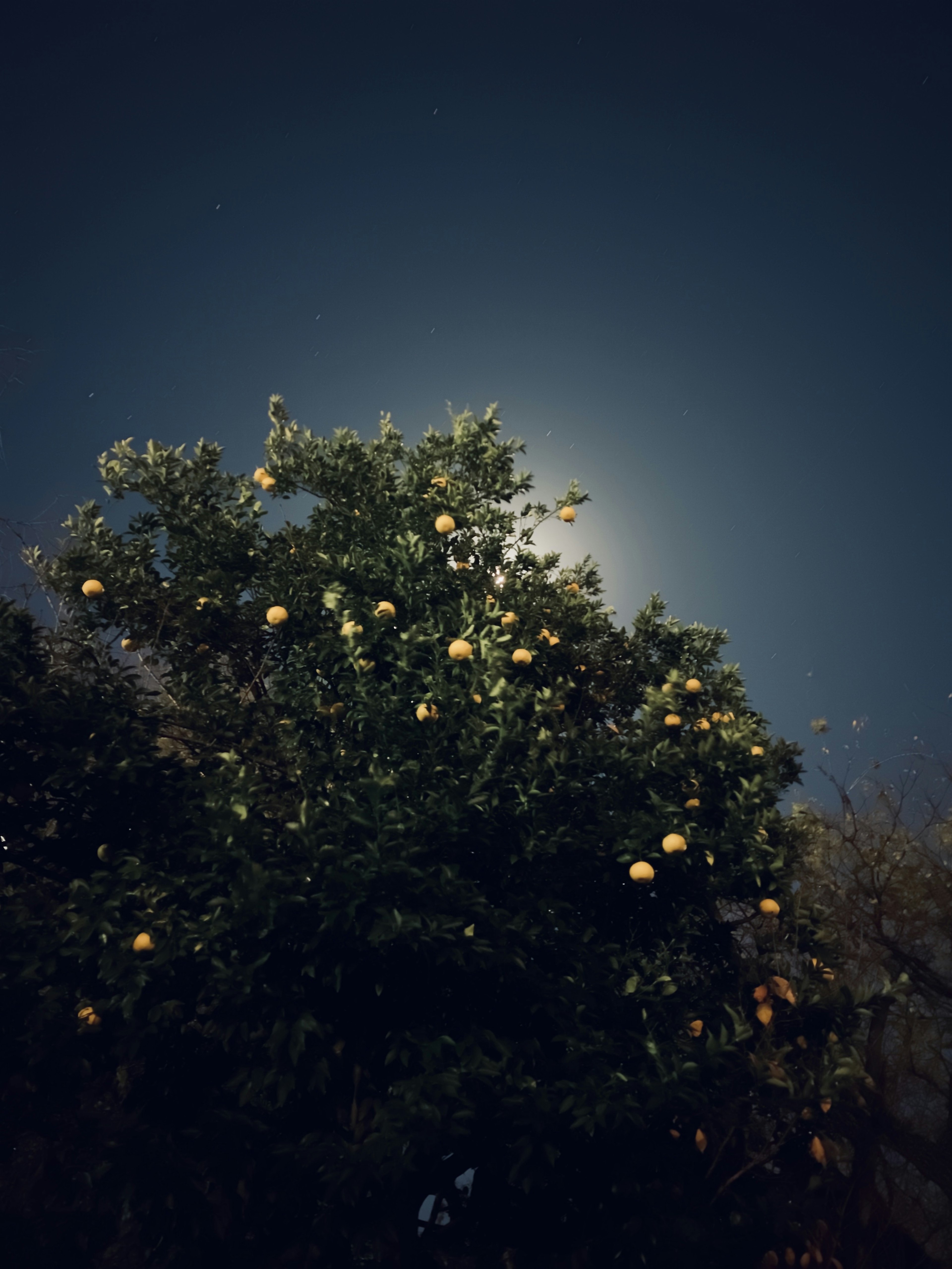 Arbre chargé d'oranges mûres sous un ciel lumineux