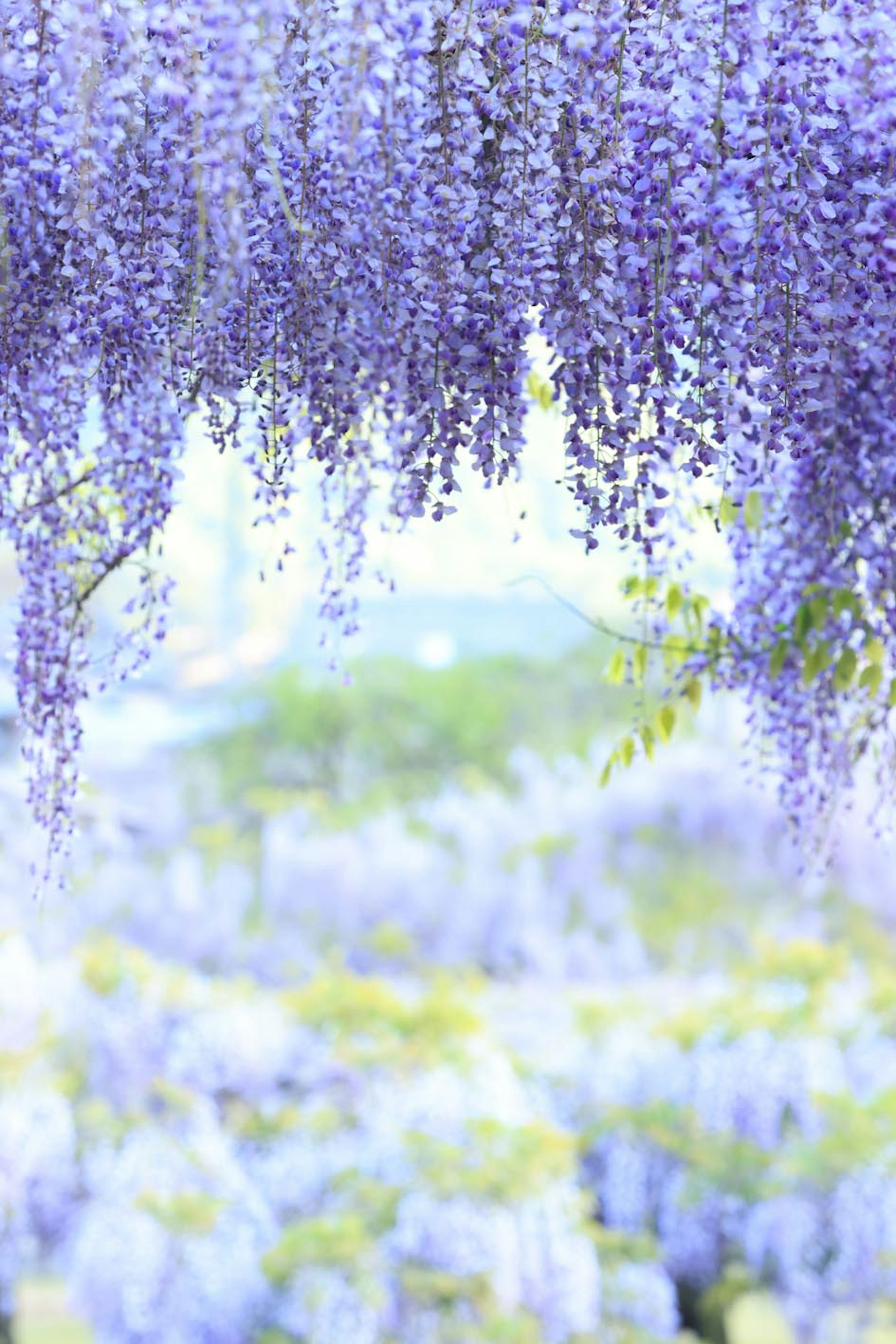 Schöne Landschaft mit hängenden lila Glyzinienblüten