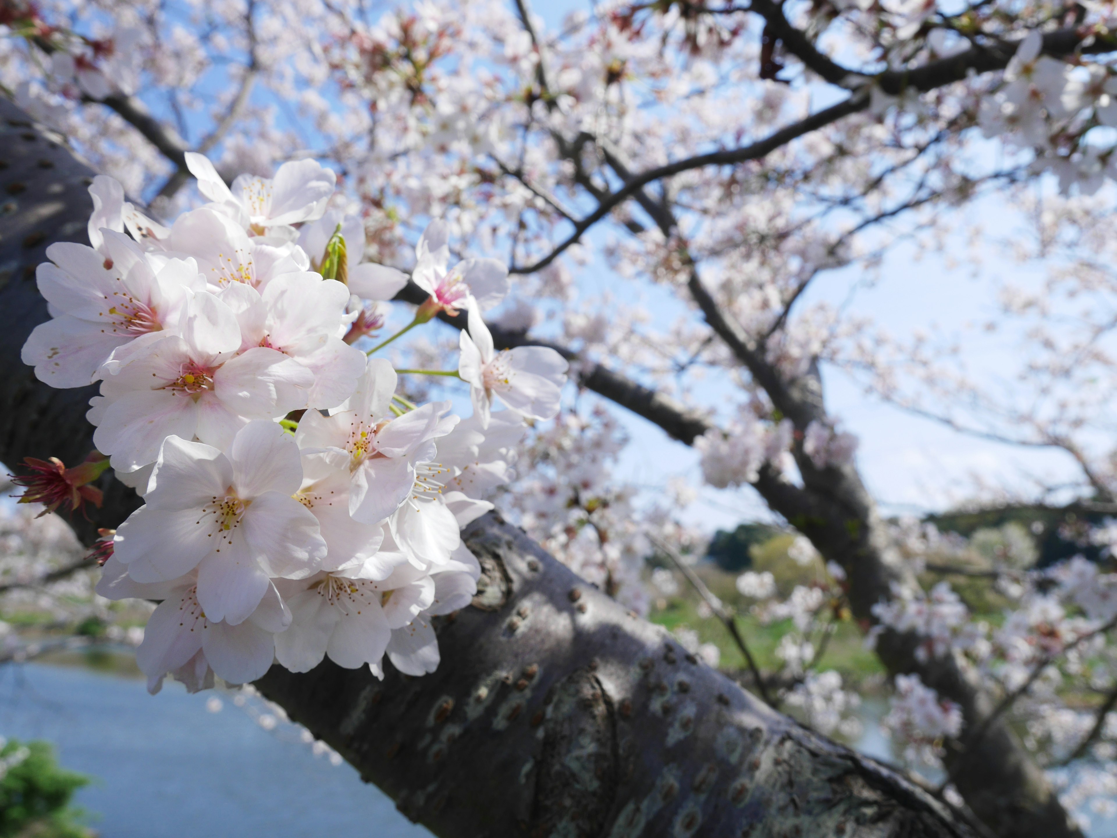 Close-up of white cherry blossoms on a tree branch