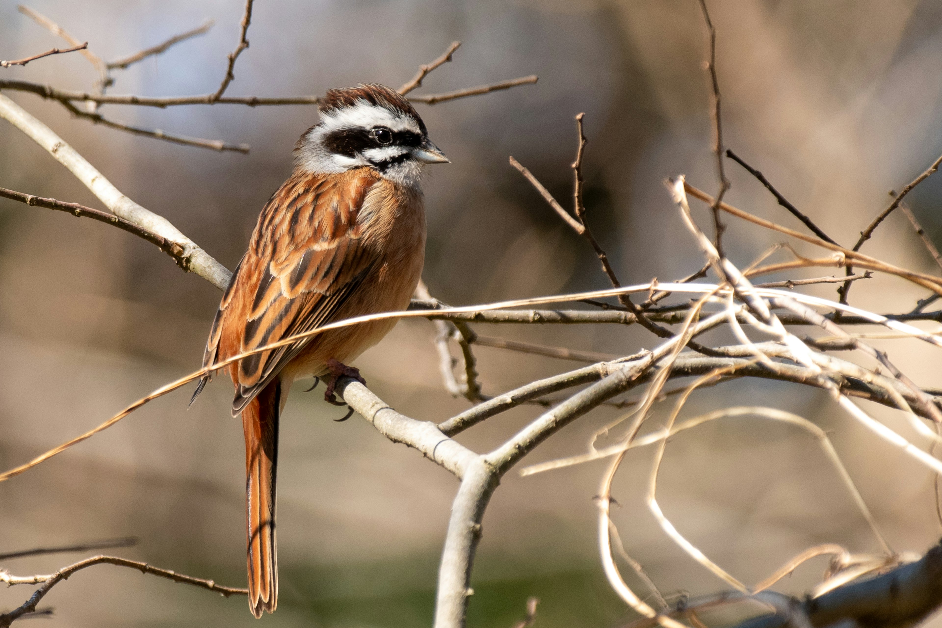 Un oiseau à plumes brunes perché sur une branche