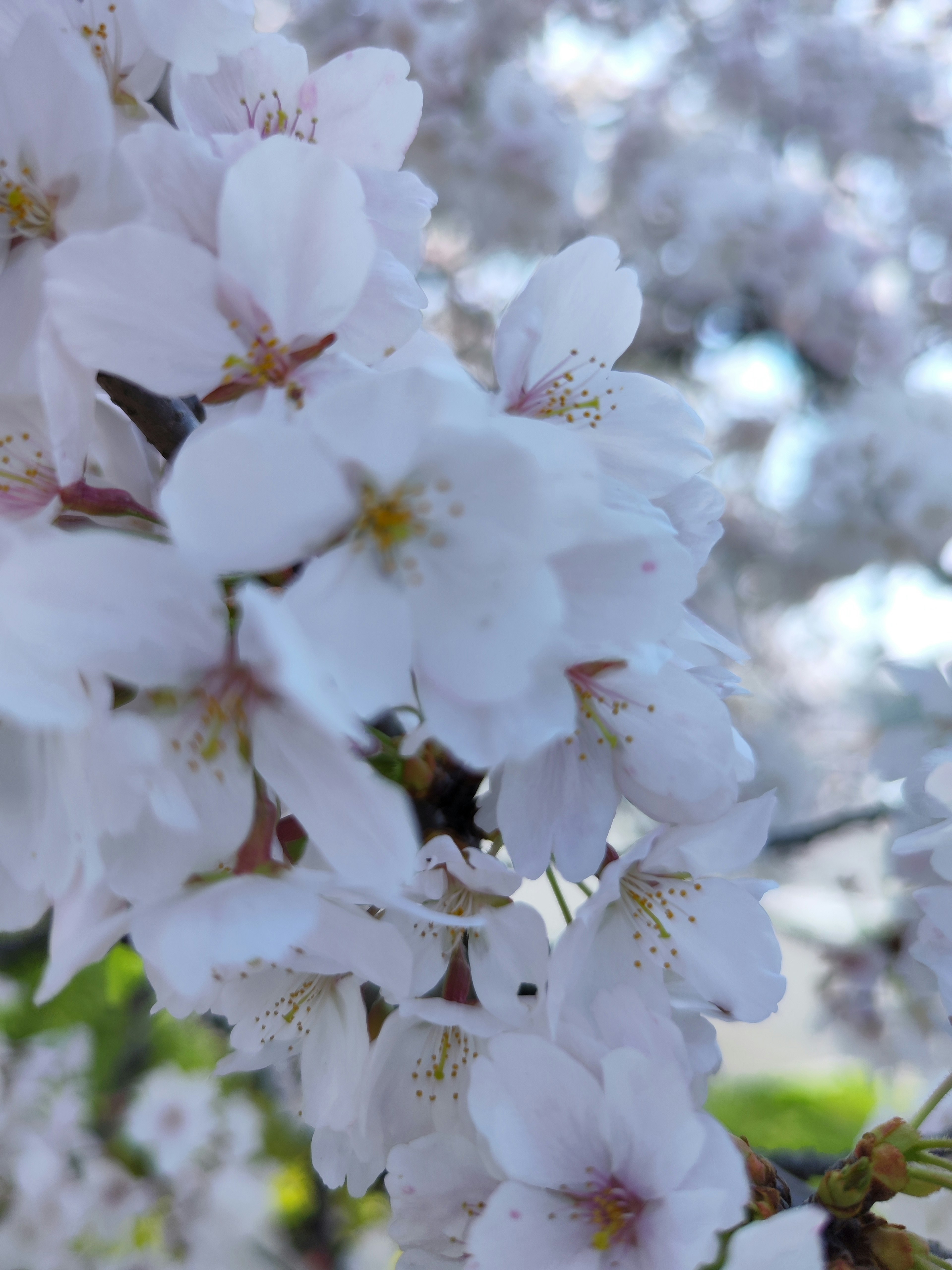 桜の花が咲いているクローズアップの写真