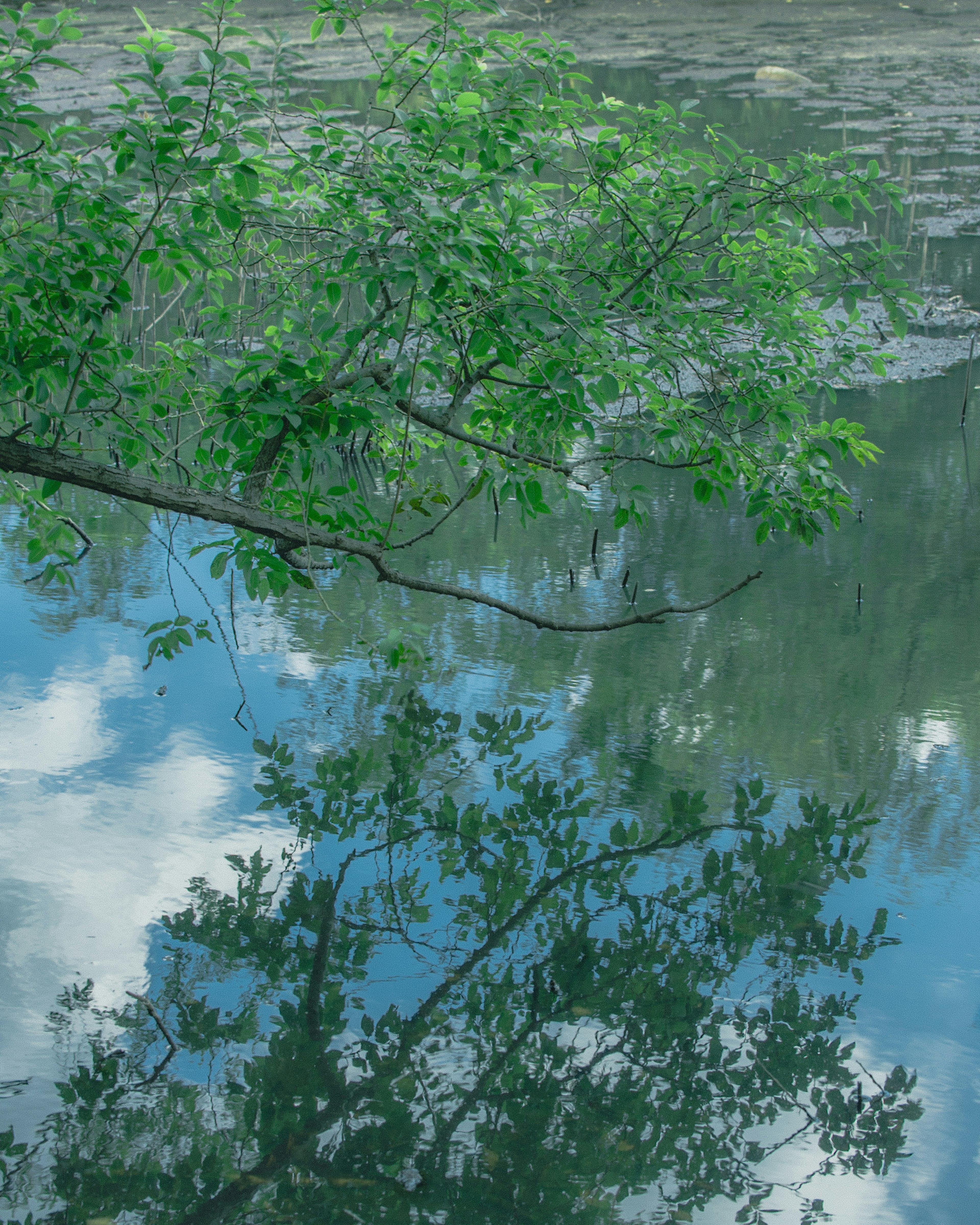 Grüne Blätter spiegeln sich auf der Wasseroberfläche mit blauem Himmel