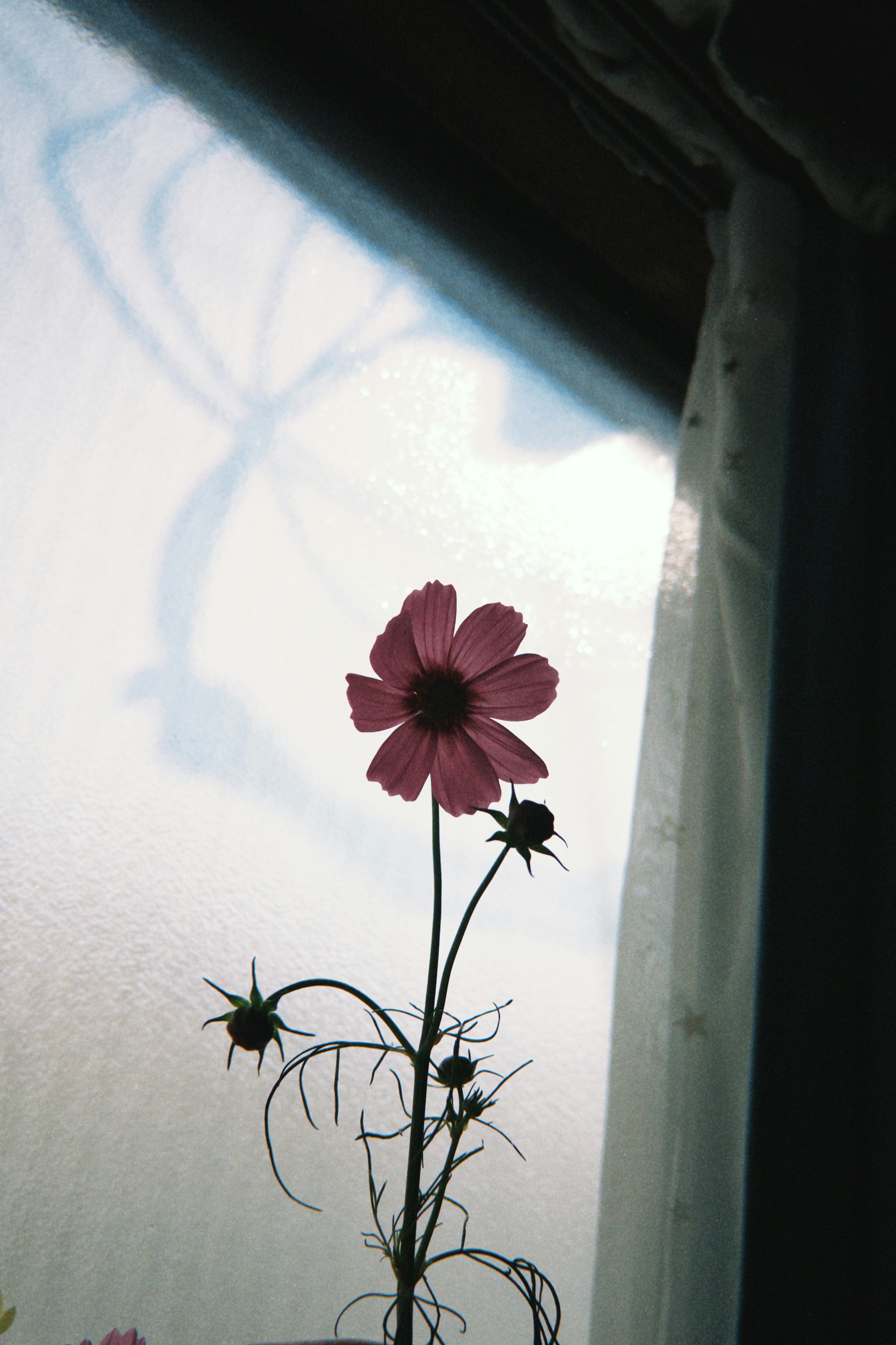 Silhouette di un fiore rosa con ombra contro una finestra